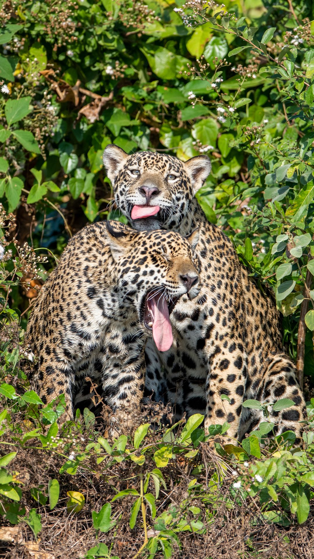 Jaguars grooming