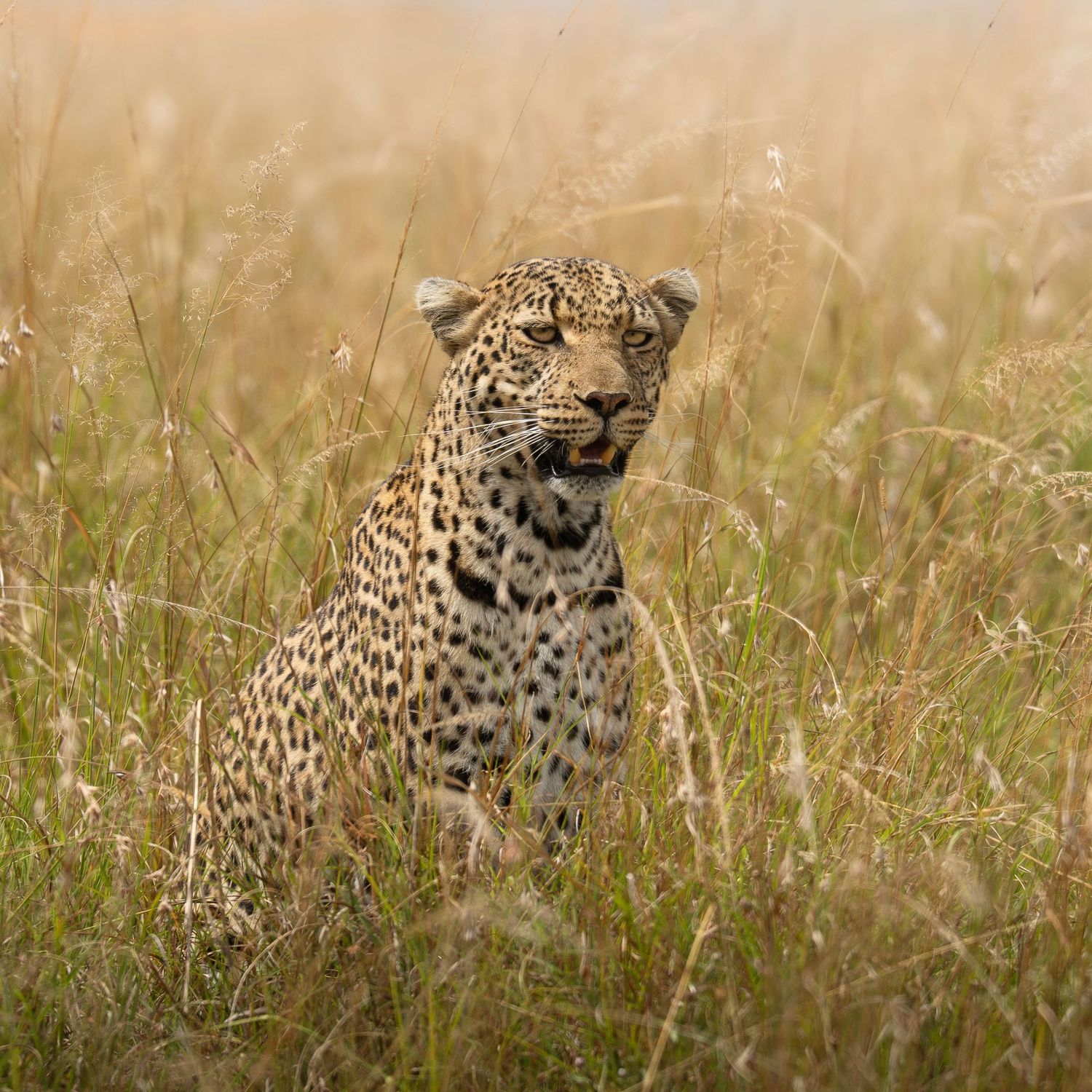 Leopard in grass