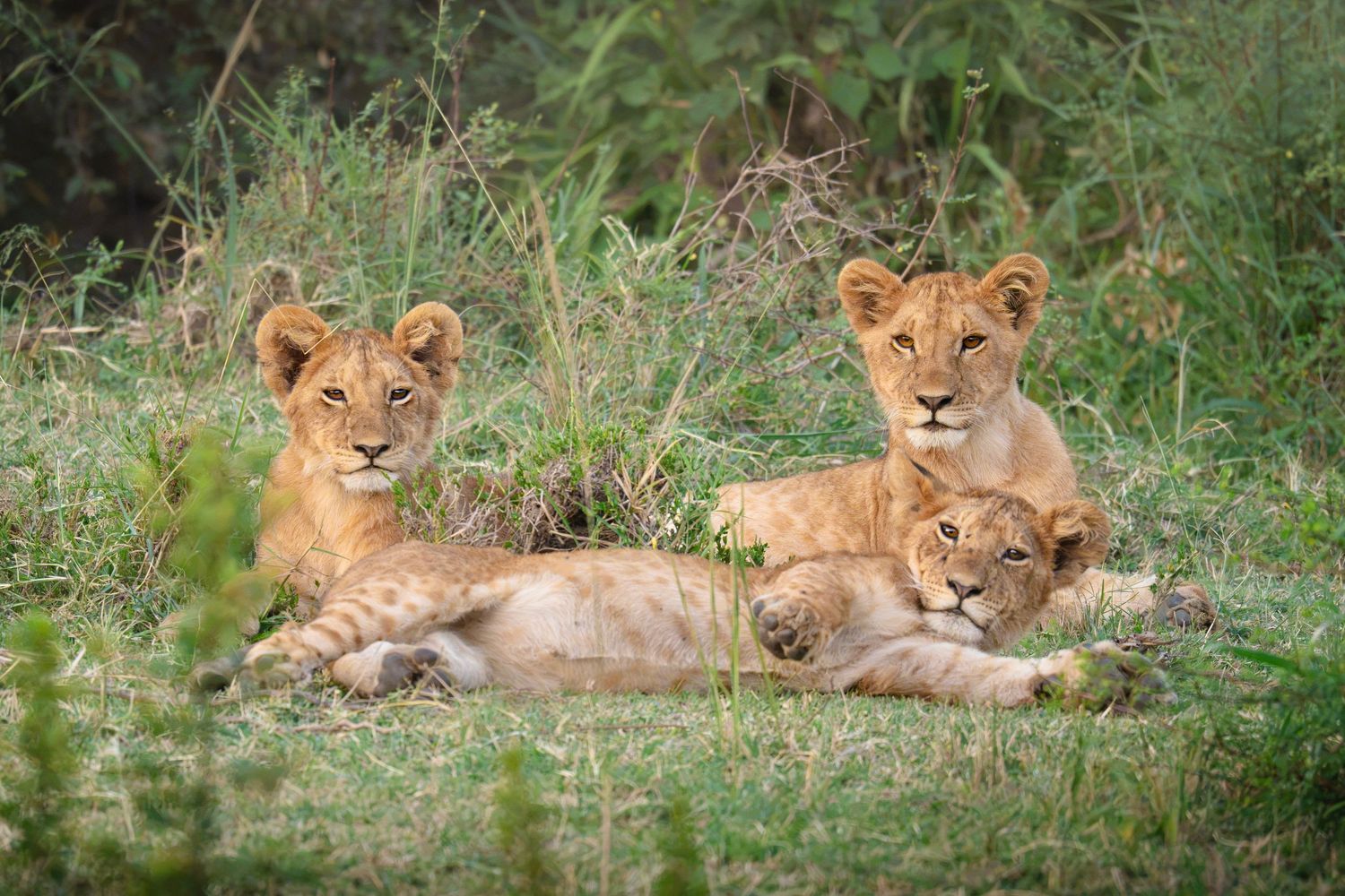 Three lion cubs look at the camera