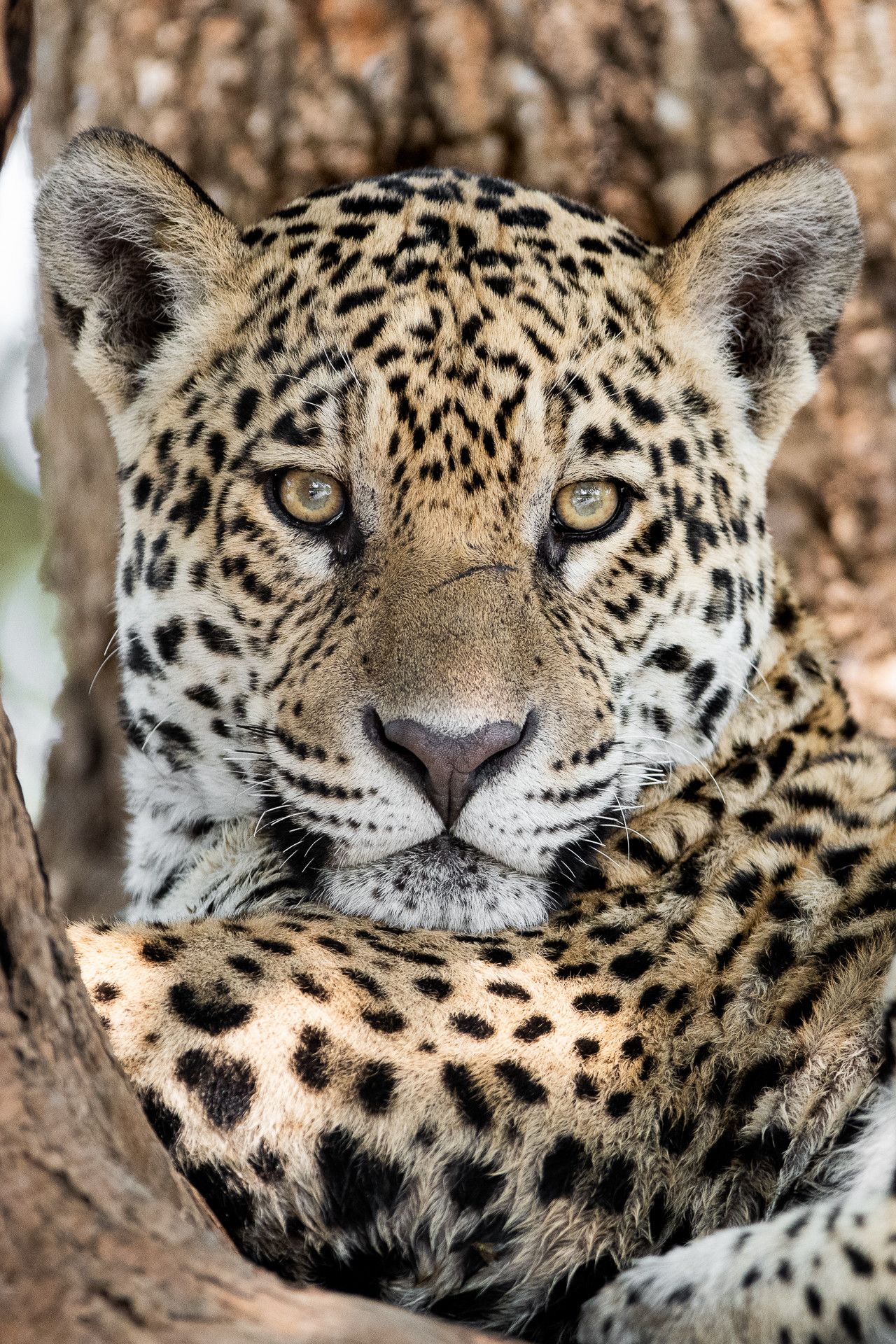 Jaguar portrait