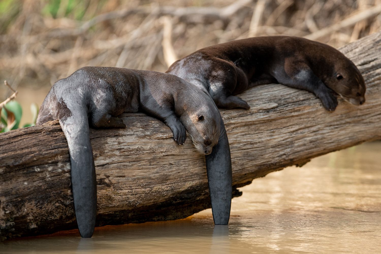 River otters lounging on a log