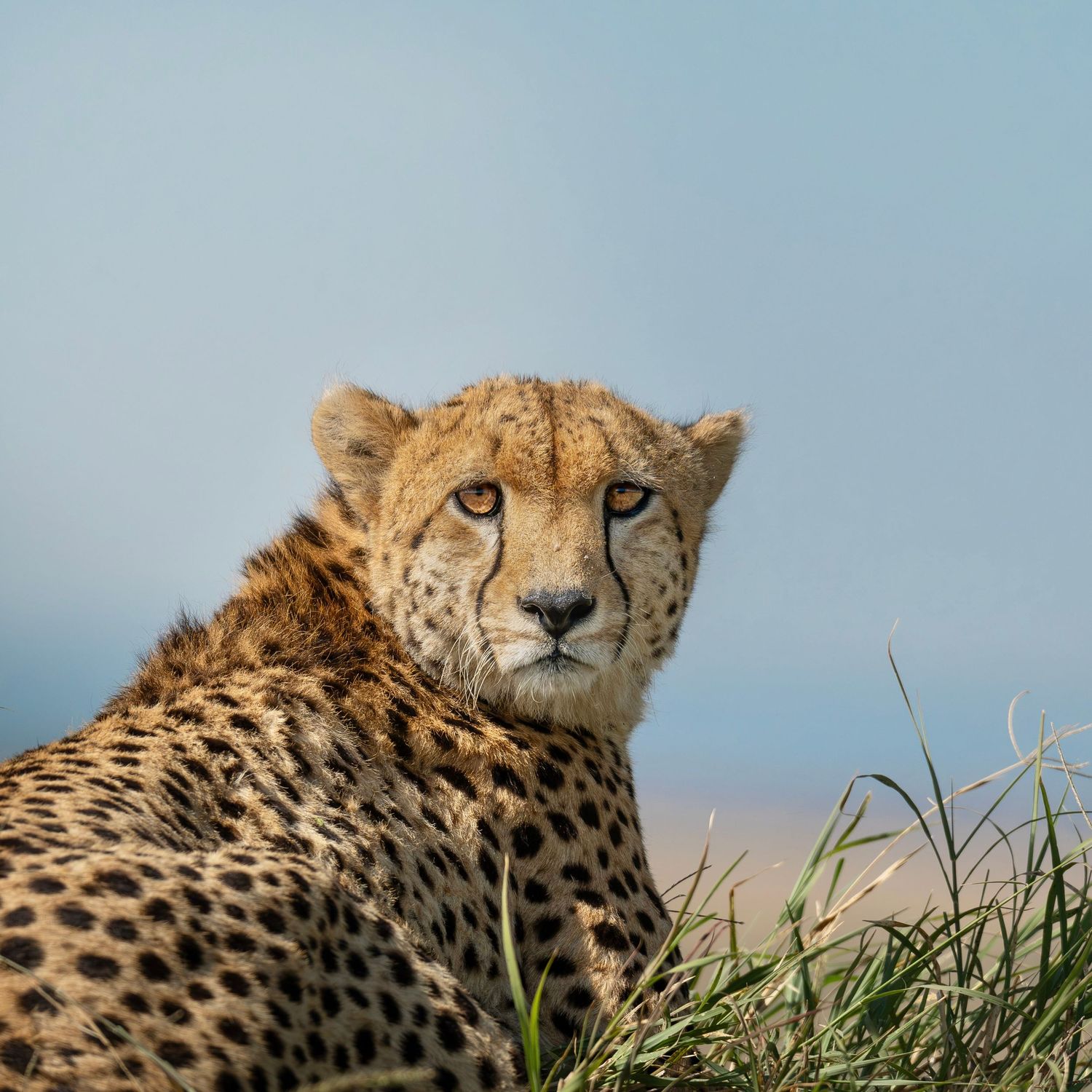 Cheetah in Mara