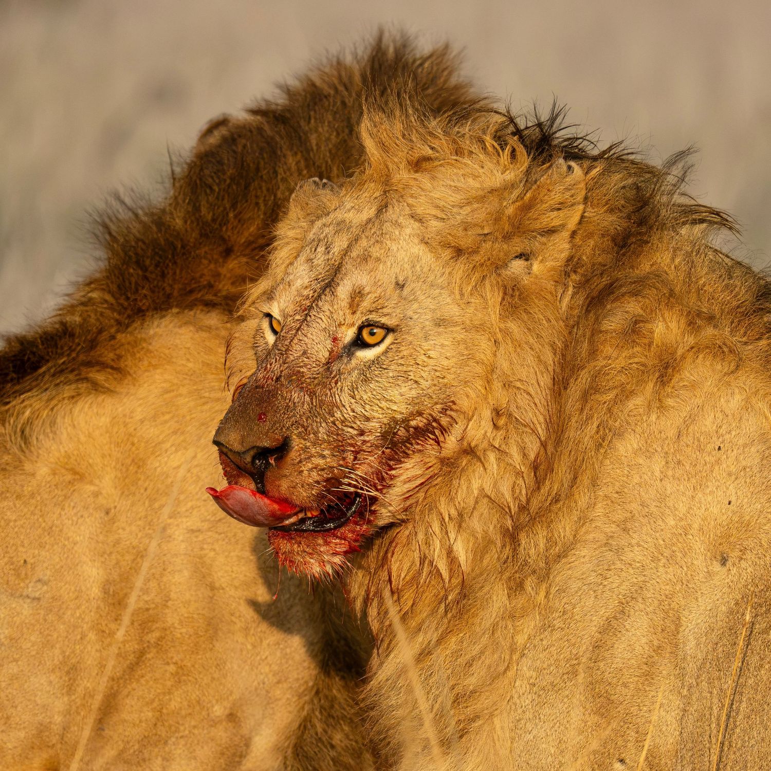 Male lion licking blood off face