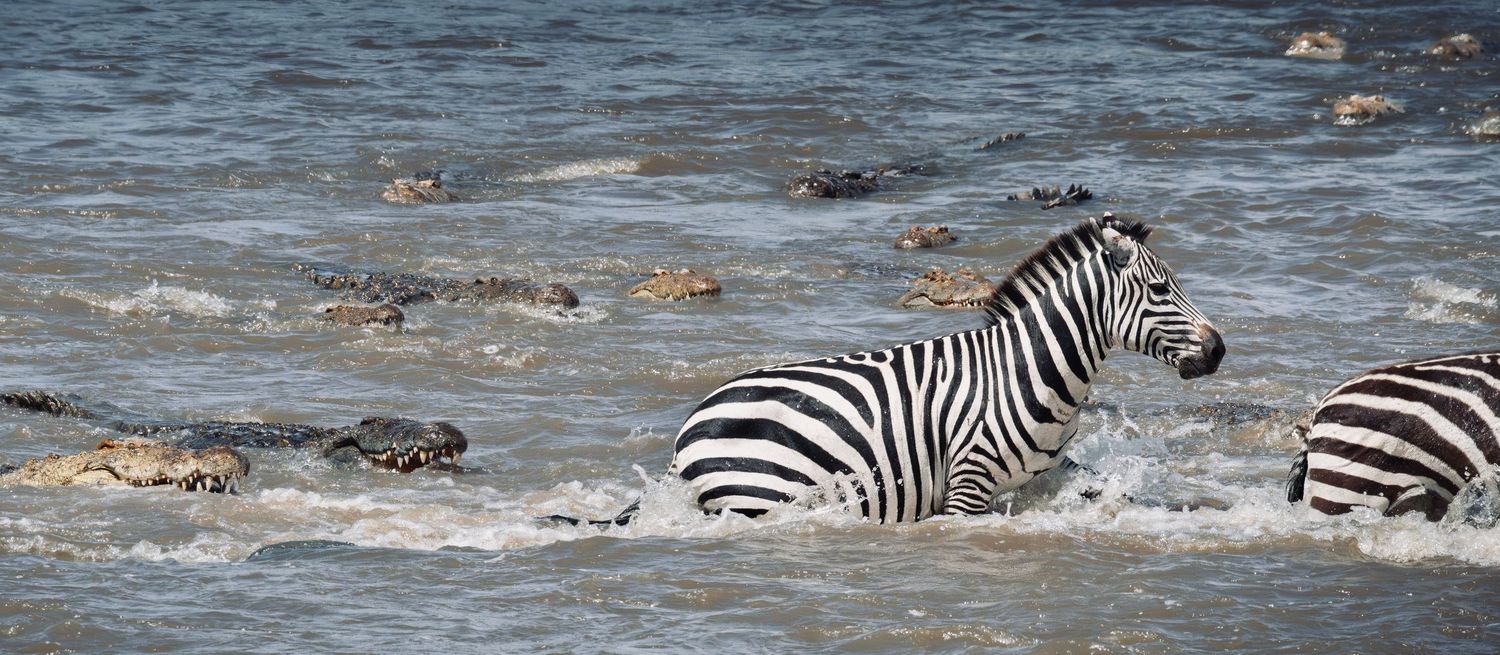 Zebras running from crocodiles at the Mara River Crossing