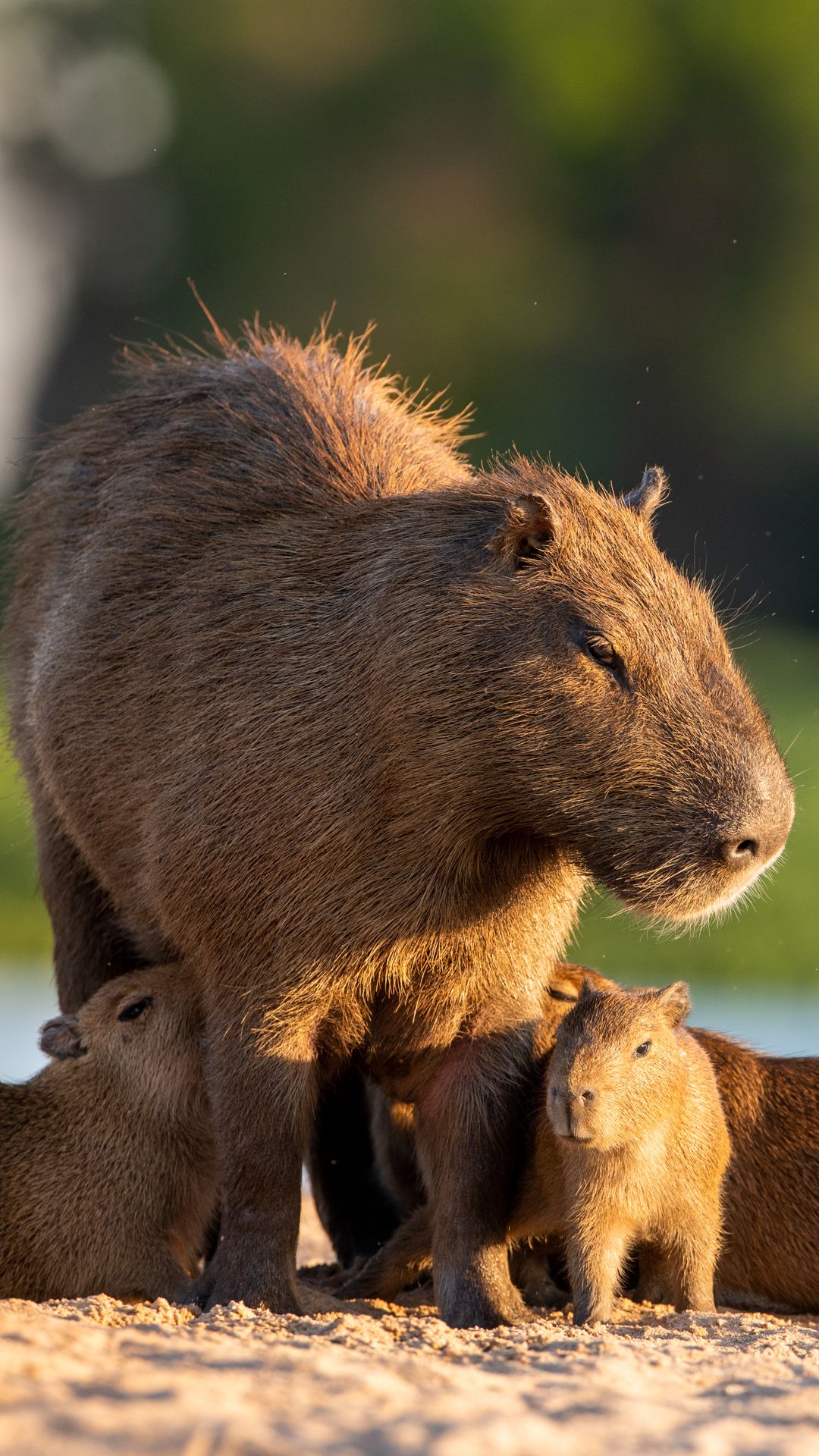 Capybara family