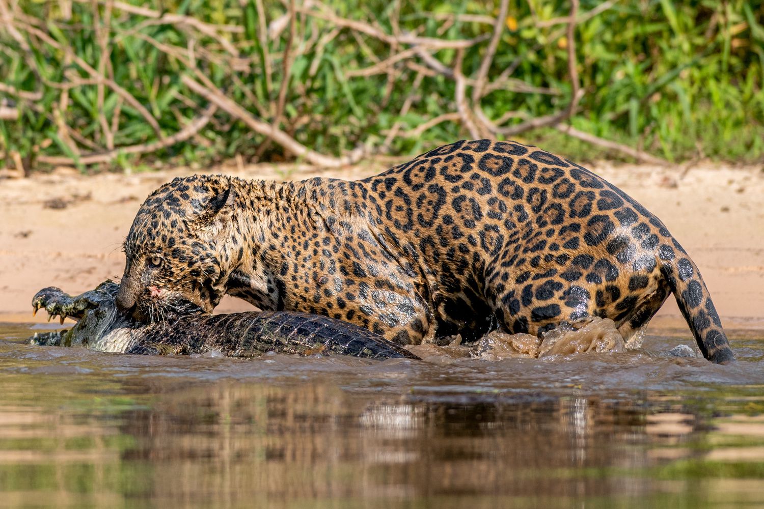 Jaguar with caiman