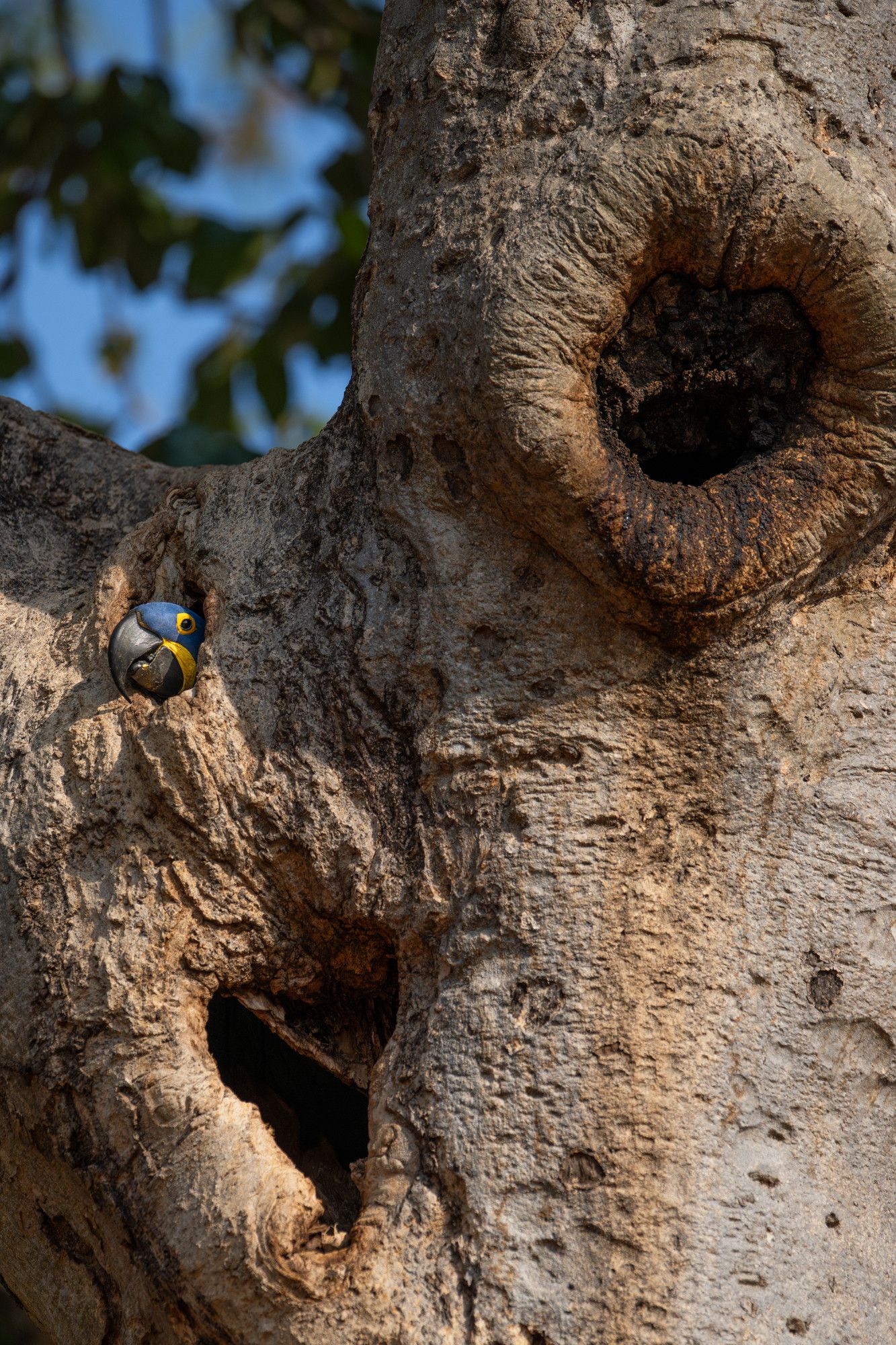 Hyacinth macaw in a nest cavity