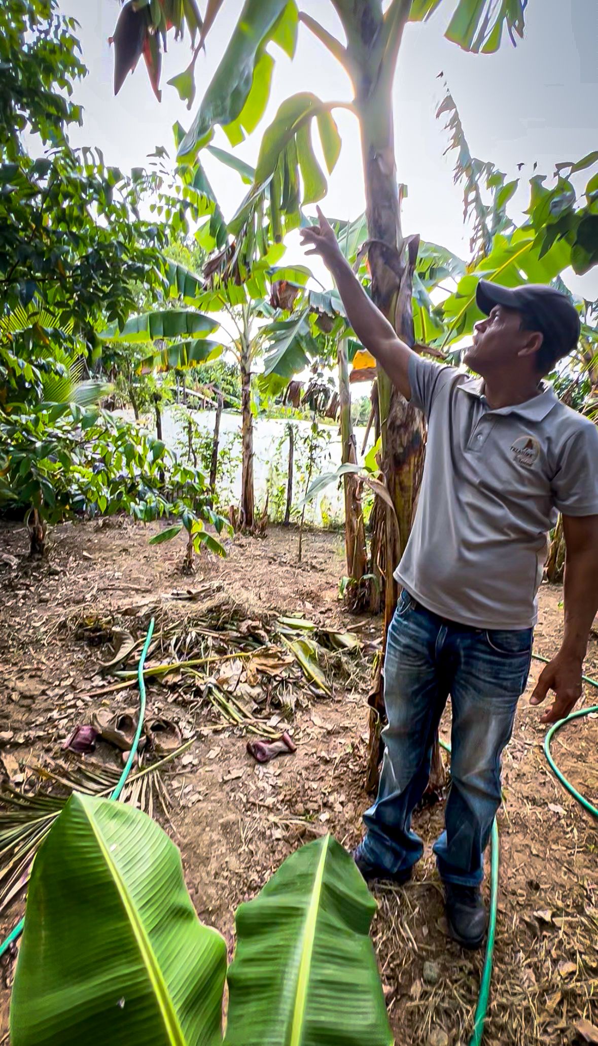 Man reaching up to examine tropical banana tree plants in a lush green garden.