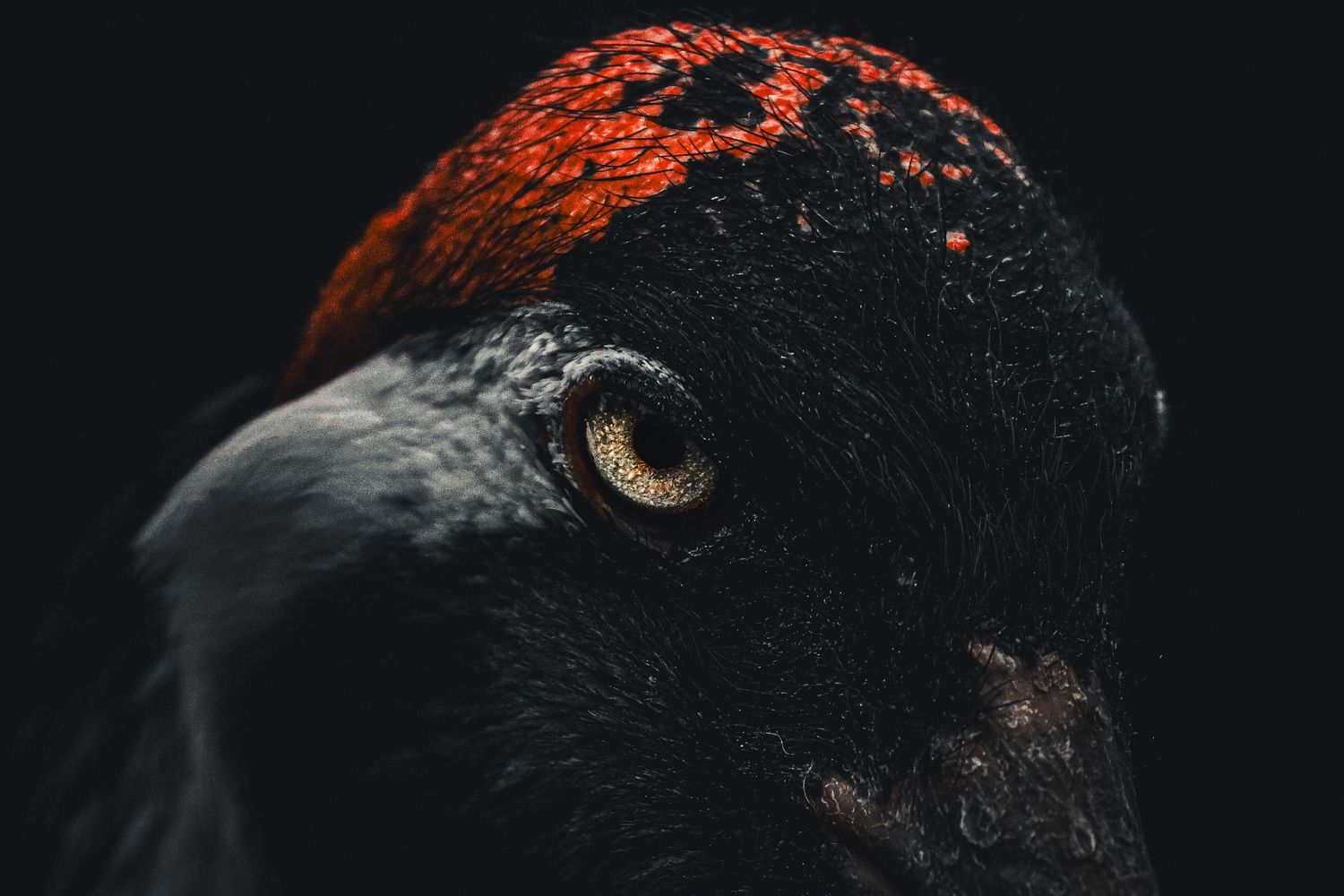 Dramatic close-up of a crane bird head with red cap and golden eye on black background.