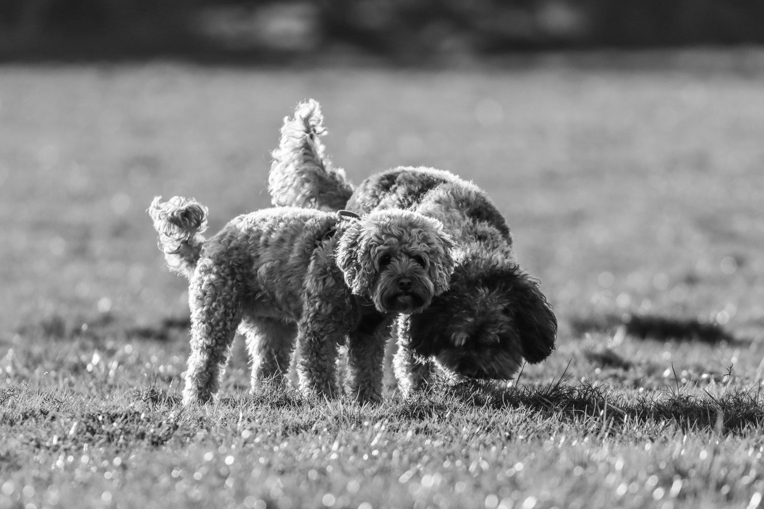 Two curly-haired Labradoodle dogs play together on a grassy field in black and white.