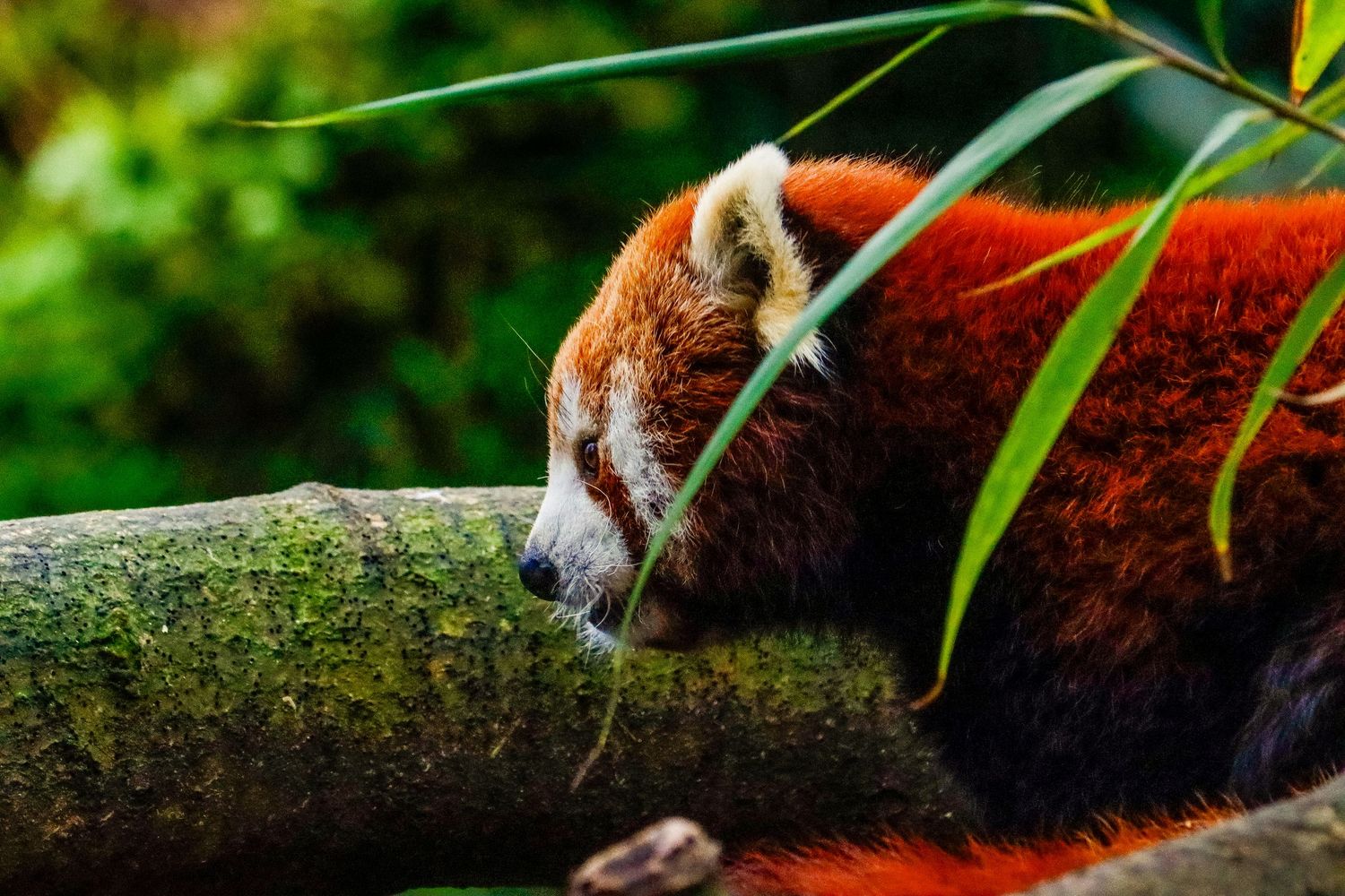 A red panda resting its head on a mossy log surrounded by green bamboo leaves.