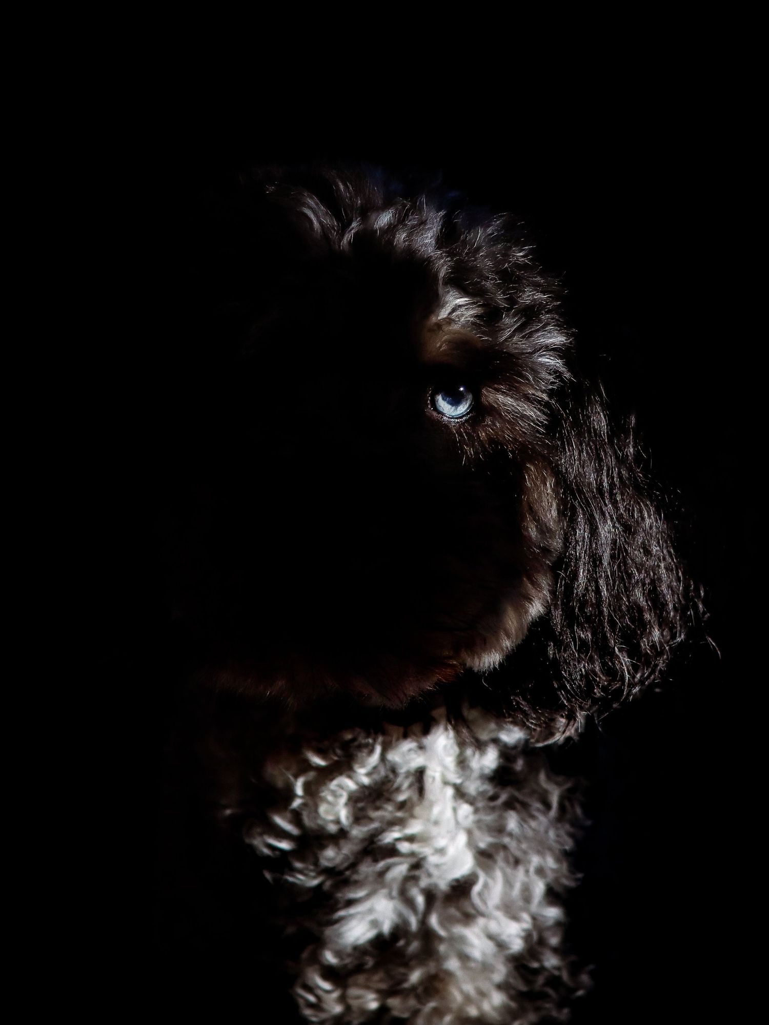 A dark curly-haired dog with striking blue eyes partially lit against a black background.