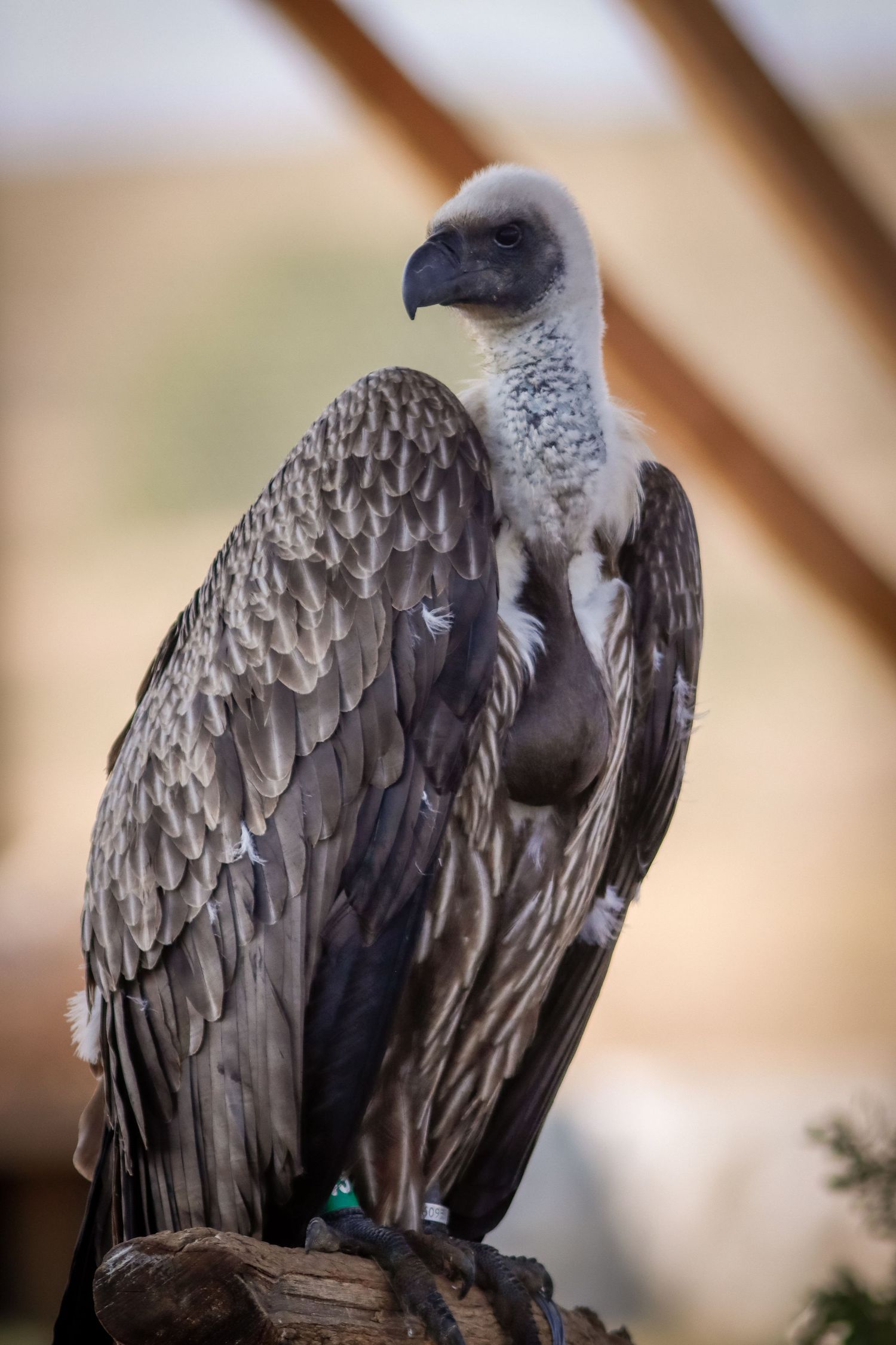 A griffon vulture perches on a wooden post with wings slightly spread against a blurred natural background.