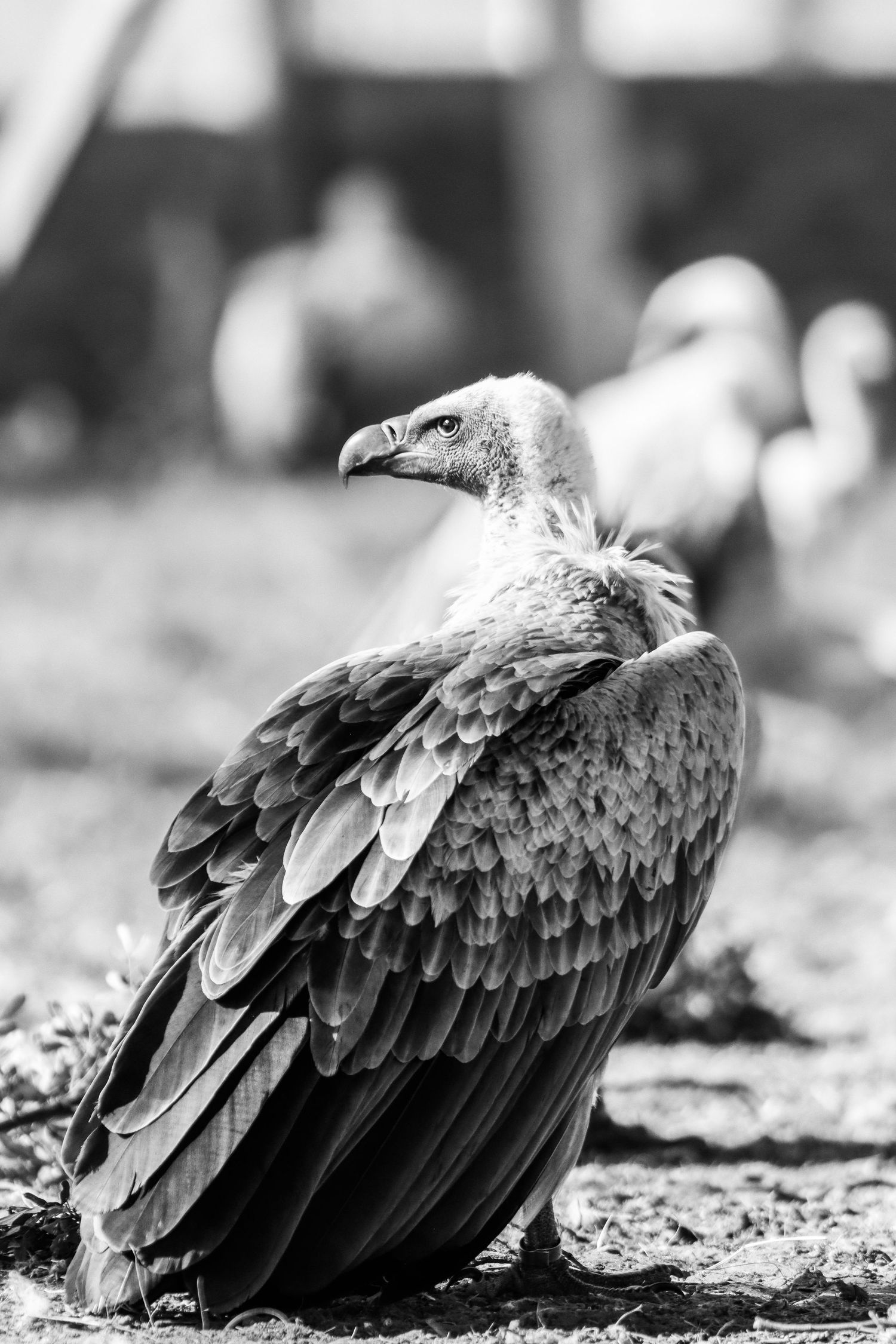 Black and white portrait of a vulture with detailed feathers perched on the ground.