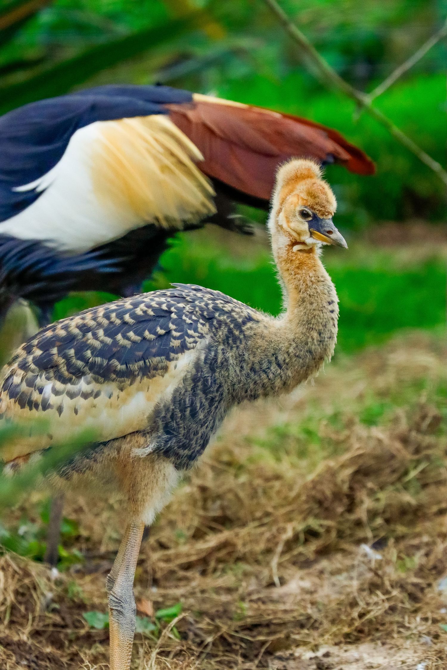 A juvenile crowned crane chick standing on dirt with an adult bird visible behind it.
