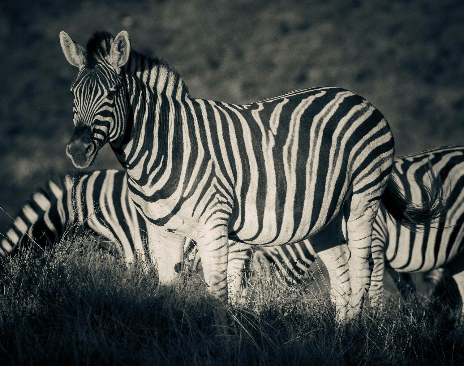 Black and white photo of zebras standing together on a grassy hillside in the wild.