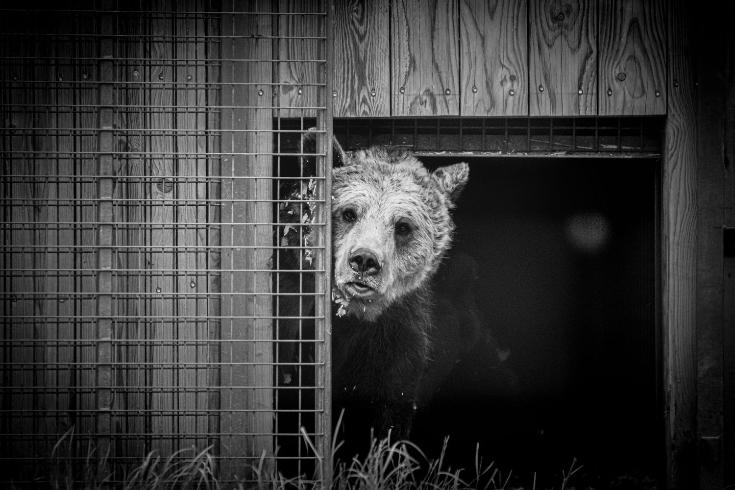 A wet bear peers through a gap in a wooden fence in a dramatic black and white photo.