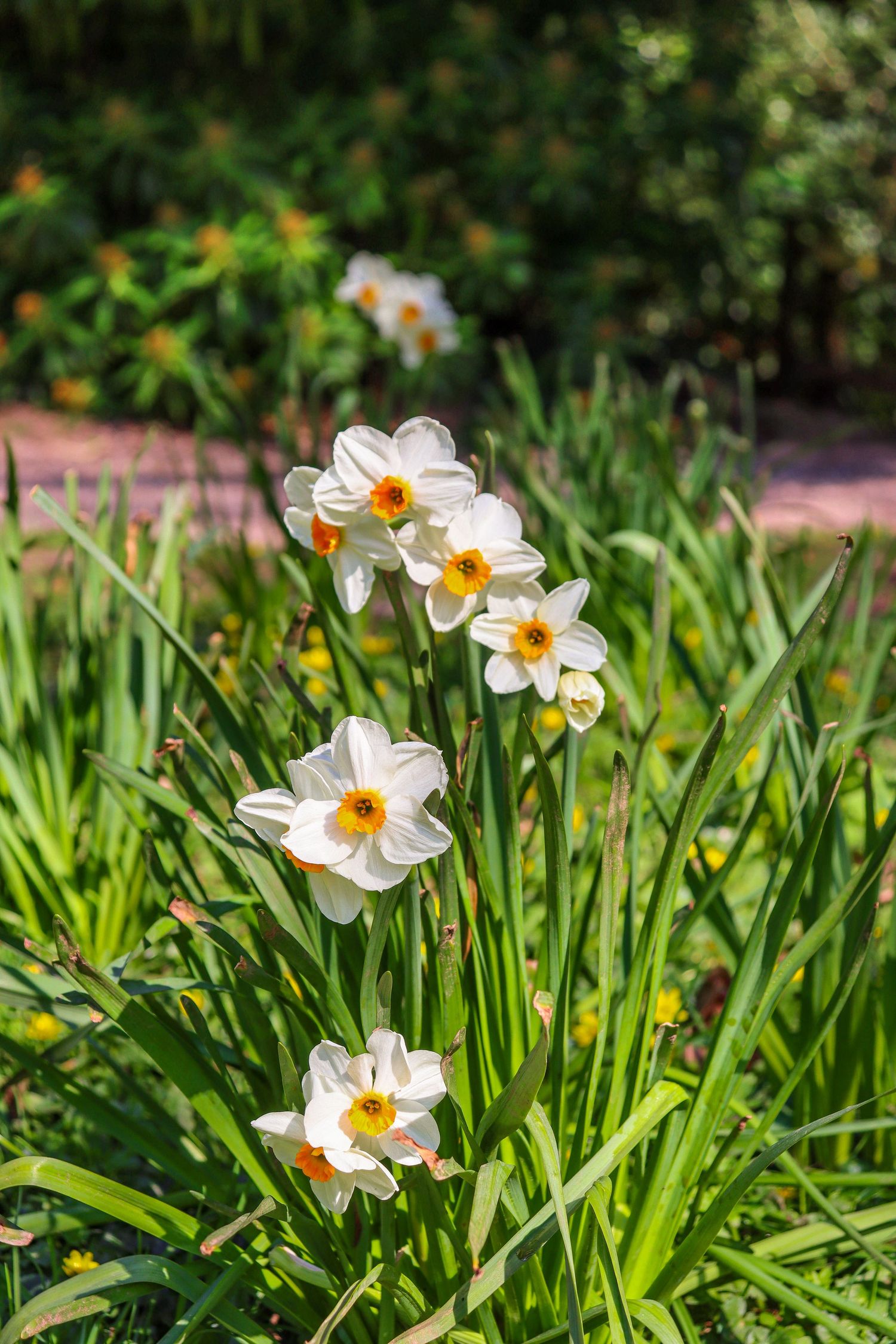 White narcissus flowers with orange centers blooming in a lush green garden in sunlight.