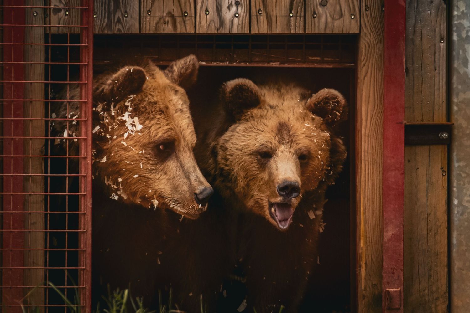 Two brown bears poking their heads through a wooden fence opening at a wildlife sanctuary.