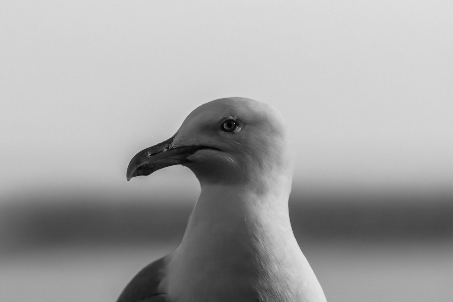 Close-up black and white portrait of a seagull against a soft grey background.