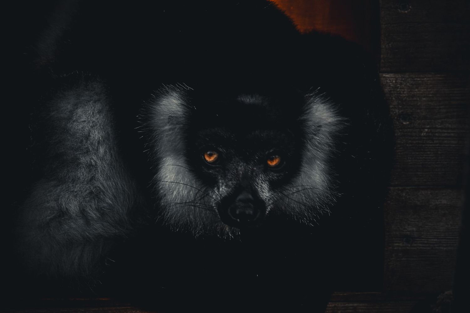 A dark black lemur with glowing orange eyes emerging from shadows in low light.
