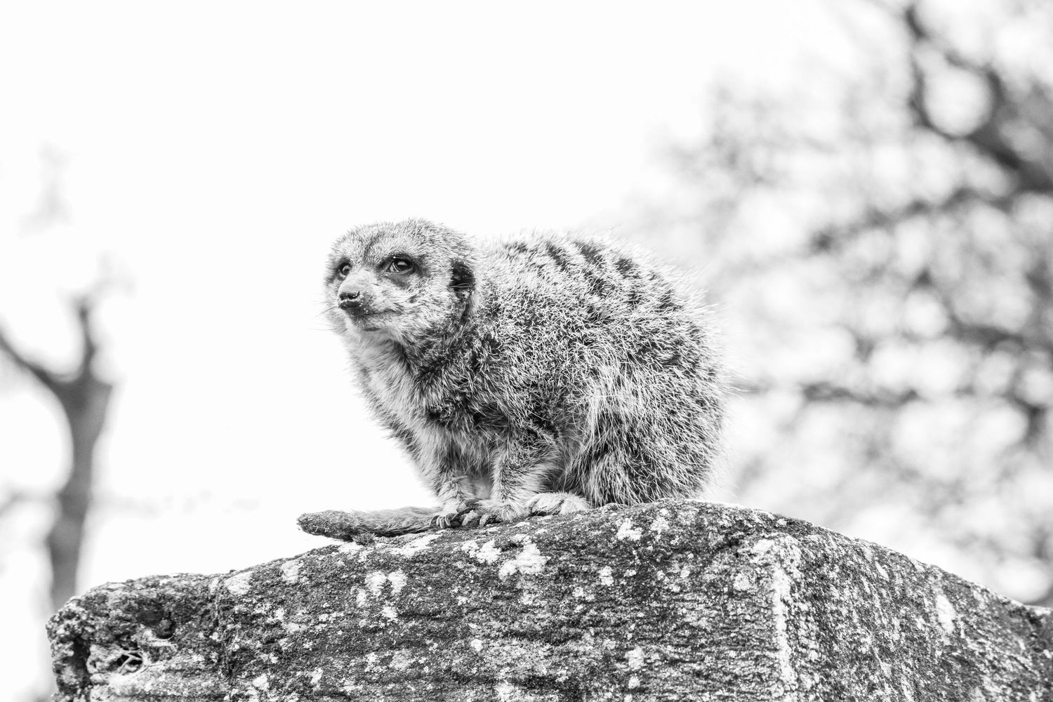 A meerkat perches alertly on a lichen-covered rock in this striking black and white wildlife photograph.