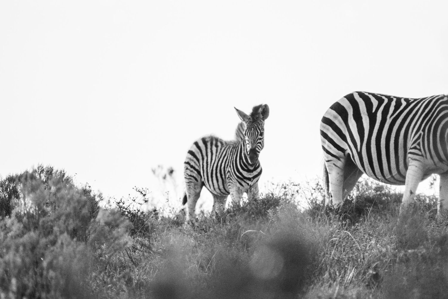 Black and white photo of a baby zebra standing beside an adult zebra on a hillside.