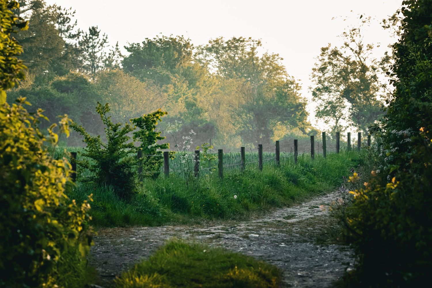 A misty golden sunrise illuminates a peaceful countryside path lined with wooden fence posts and greenery.