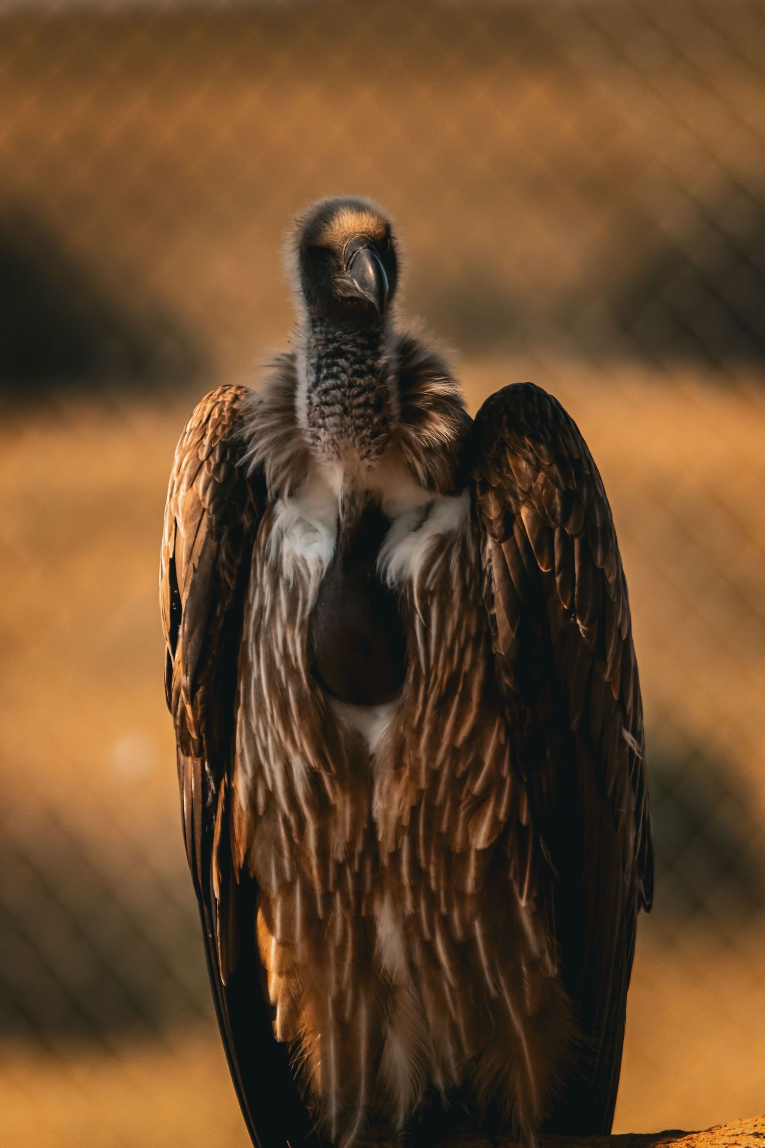 A close-up portrait of a vulture with spread wings perched against a warm golden background.