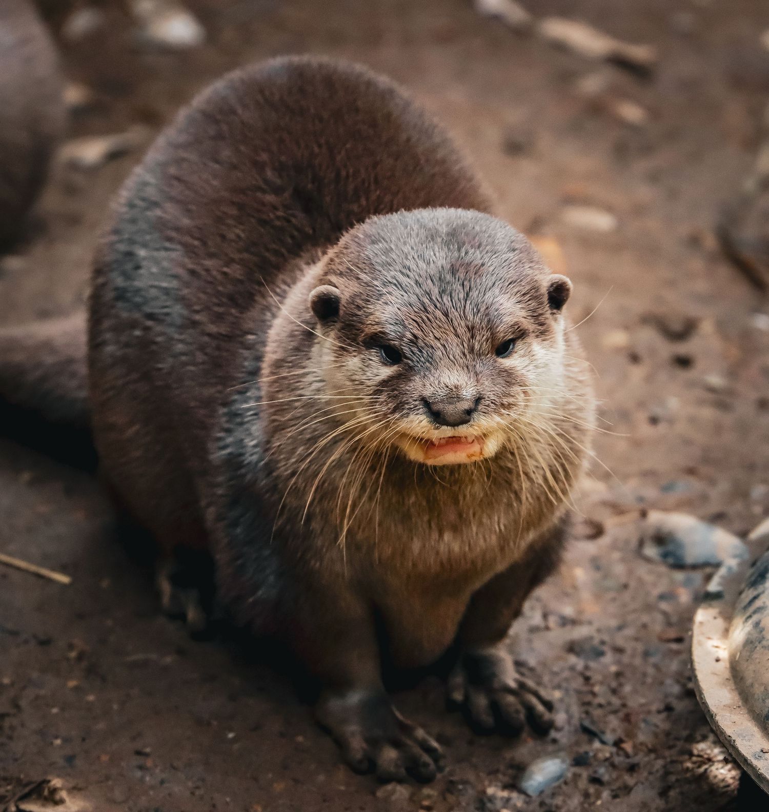 A curious otter facing the camera with wet fur coat standing on muddy ground outdoors.