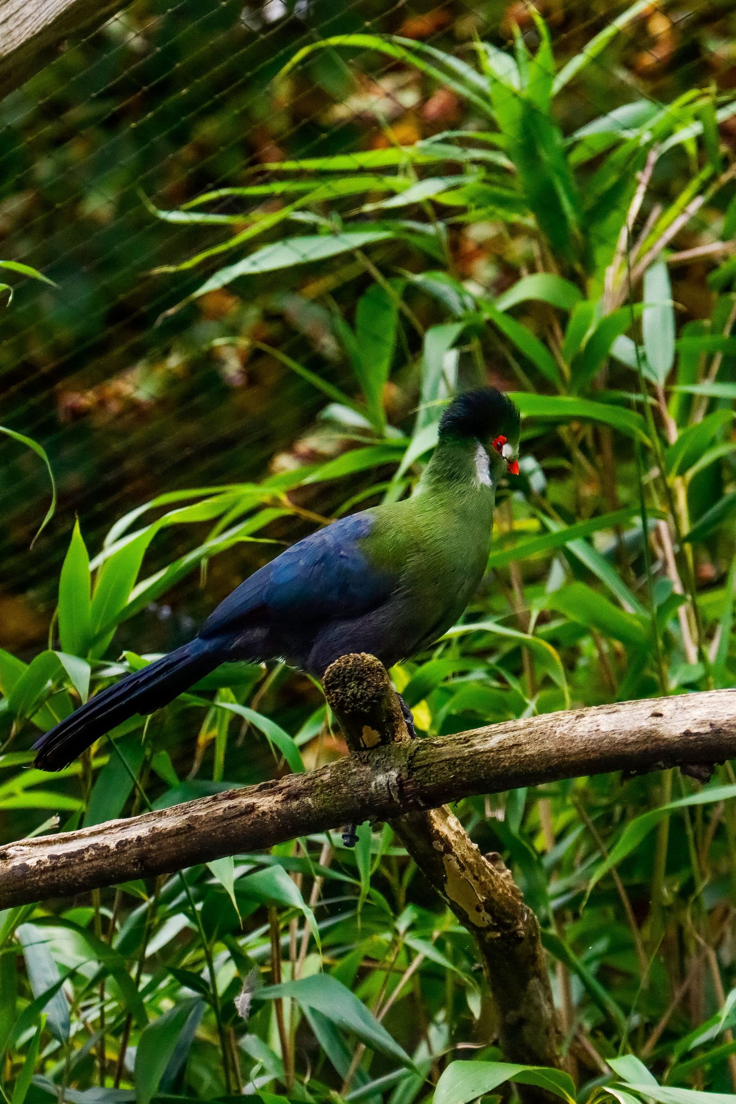 A colorful turaco bird with green and blue plumage perched on a branch among bamboo leaves.