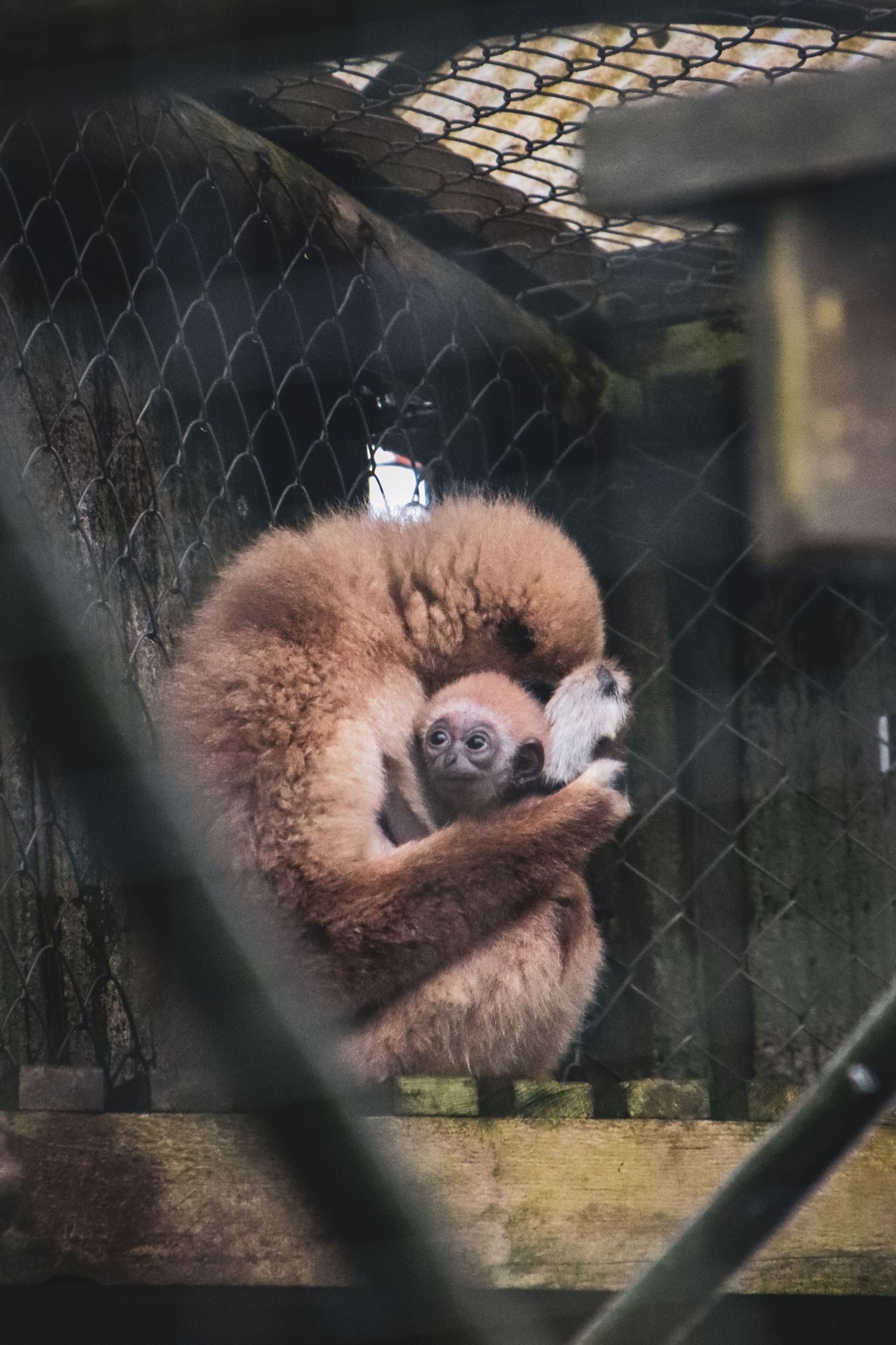 A fluffy brown gibbon mother tenderly cradles her infant in a zoo enclosure behind wire mesh fencing.