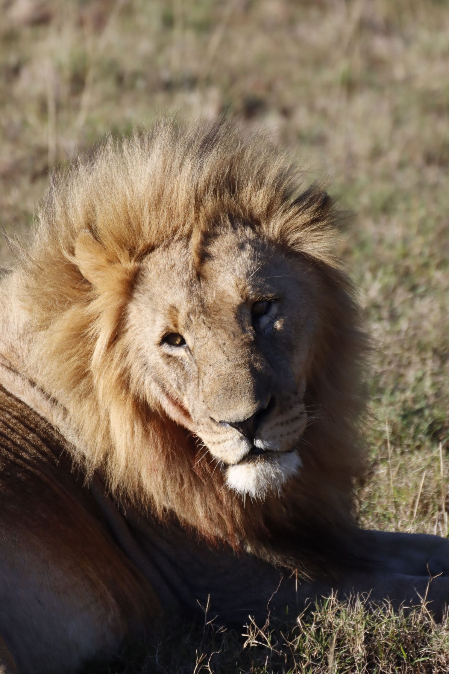 A majestic male lion with a full golden mane resting in dry grass savanna, looking sideways.