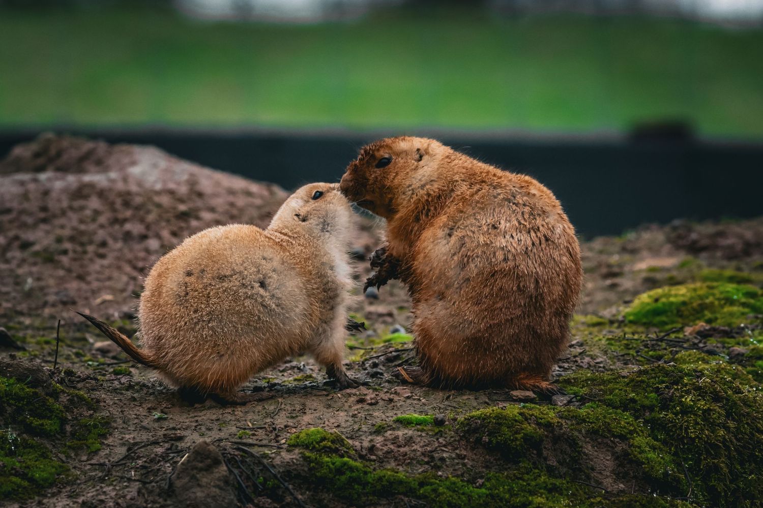 Two prairie dogs sitting closely together on a mossy rock in their natural habitat.