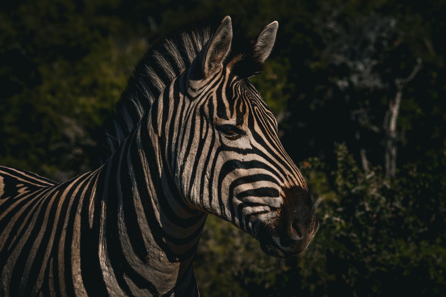 Close-up side profile of a zebra with bold black and white stripes against a dark green bush background.