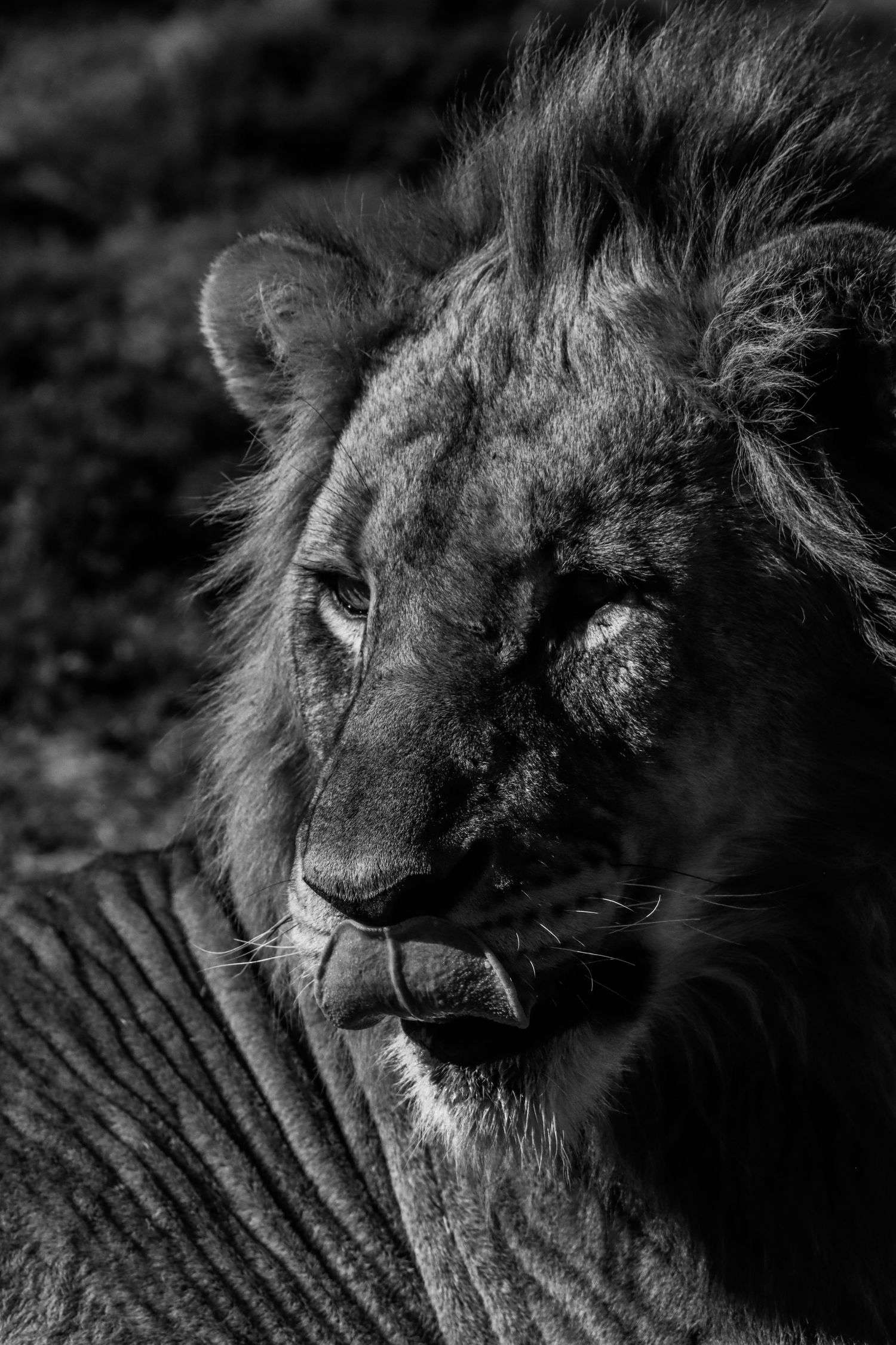 Black and white close-up portrait of a male lion.
