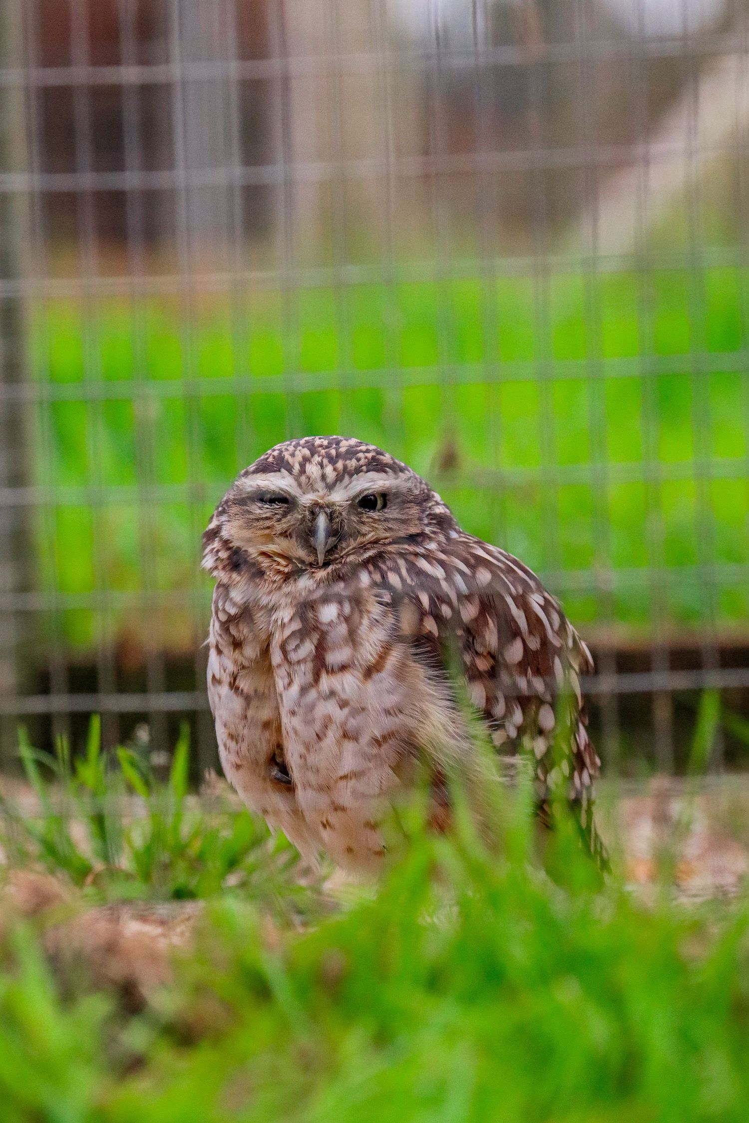 A burrowing owl standing on grass in front of a wire fence enclosure.
