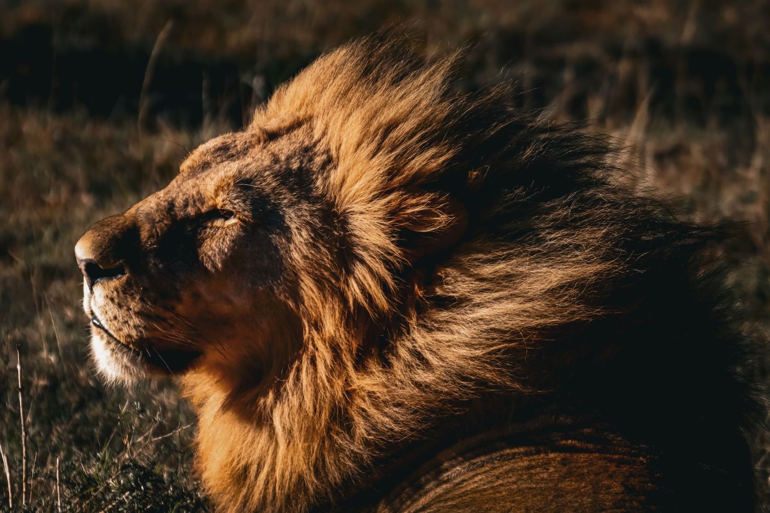 Majestic male lion with flowing golden mane in profile, basking in warm sunlight in natural habitat.