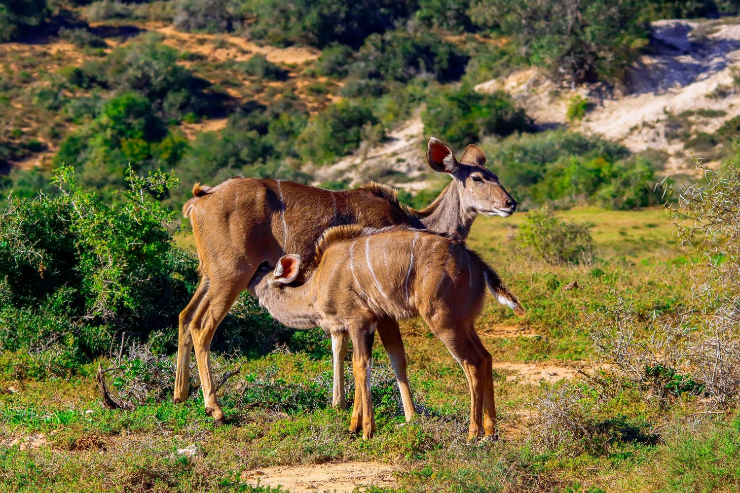 Two greater kudu antelopes stand together in a lush African bush landscape.