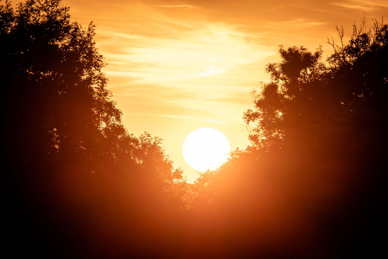A stunning golden sunset glows through silhouetted trees creating a dramatic warm sky.