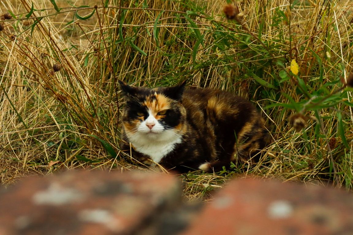 Calico cat resting in tall grass near brick wall.