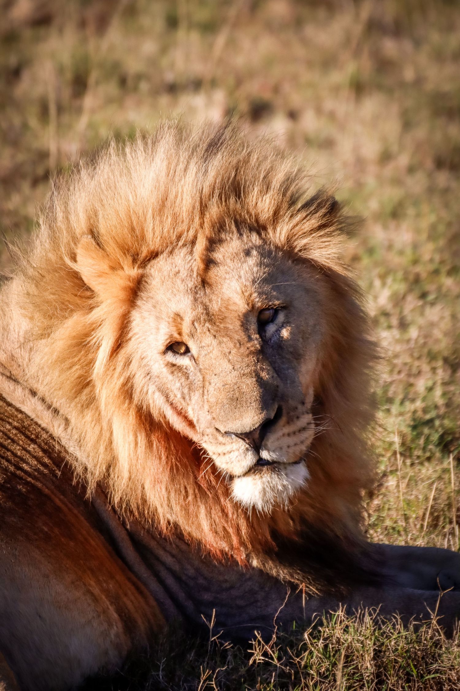 A majestic male lion with a golden mane resting in sun-lit grass.