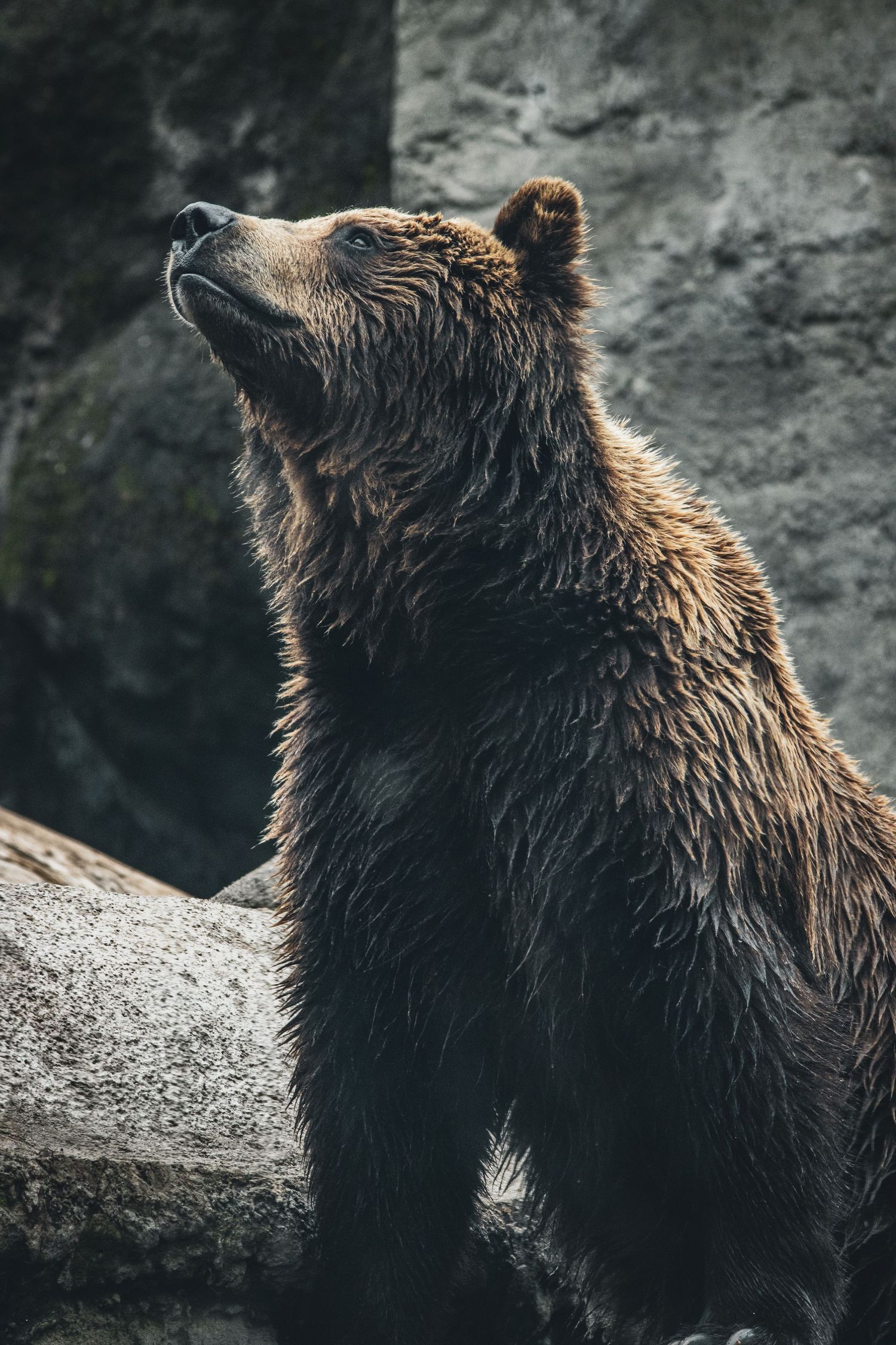 A wet brown bear standing upright against a rocky background.