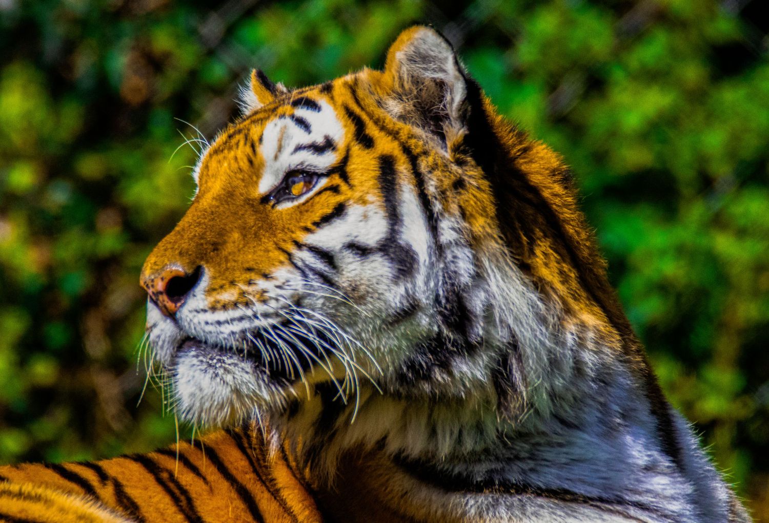 A vibrant close-up portrait of a tiger with striking orange and black stripes.