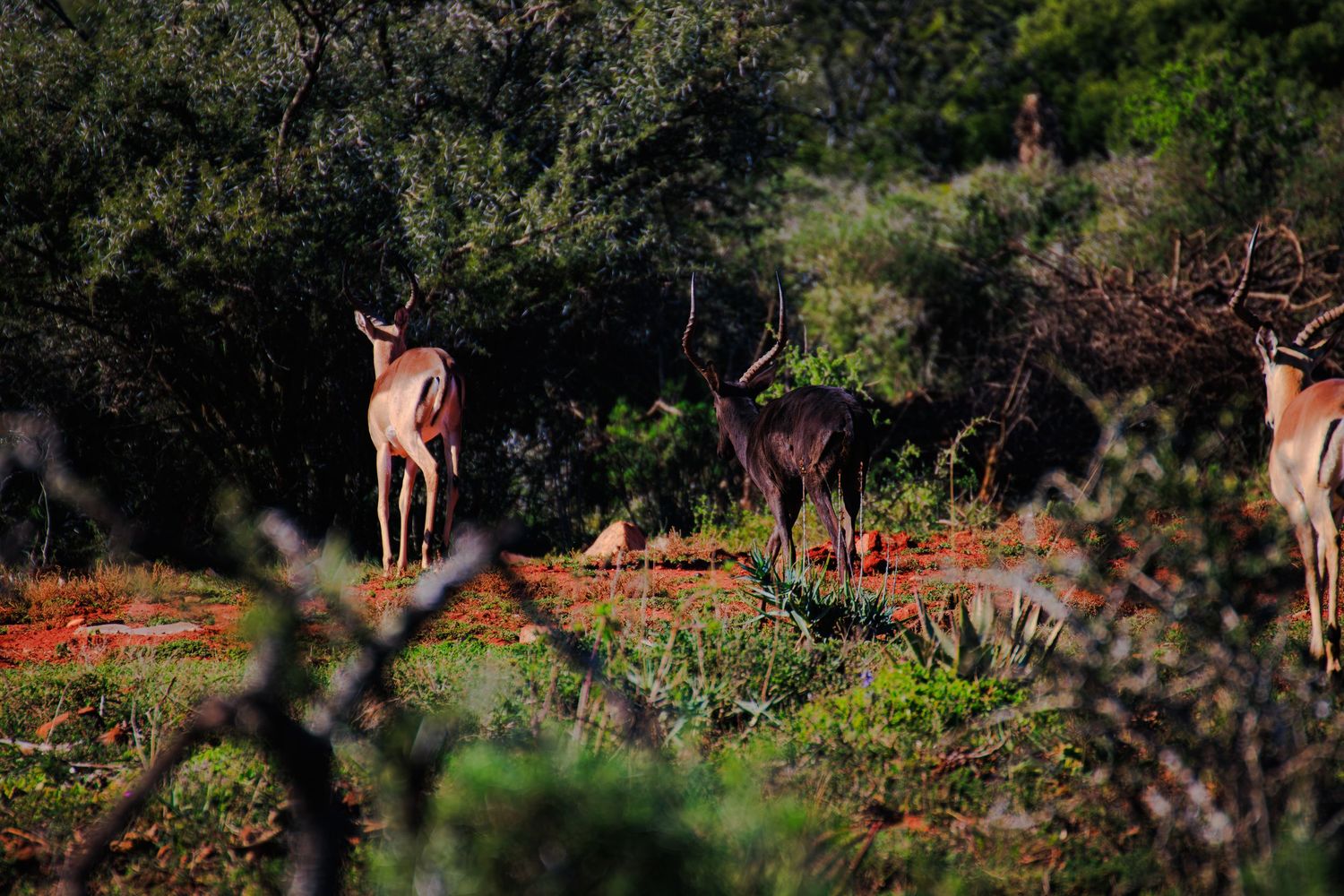 A group of impalas standing among red soil and green shrubs in an African savanna landscape.