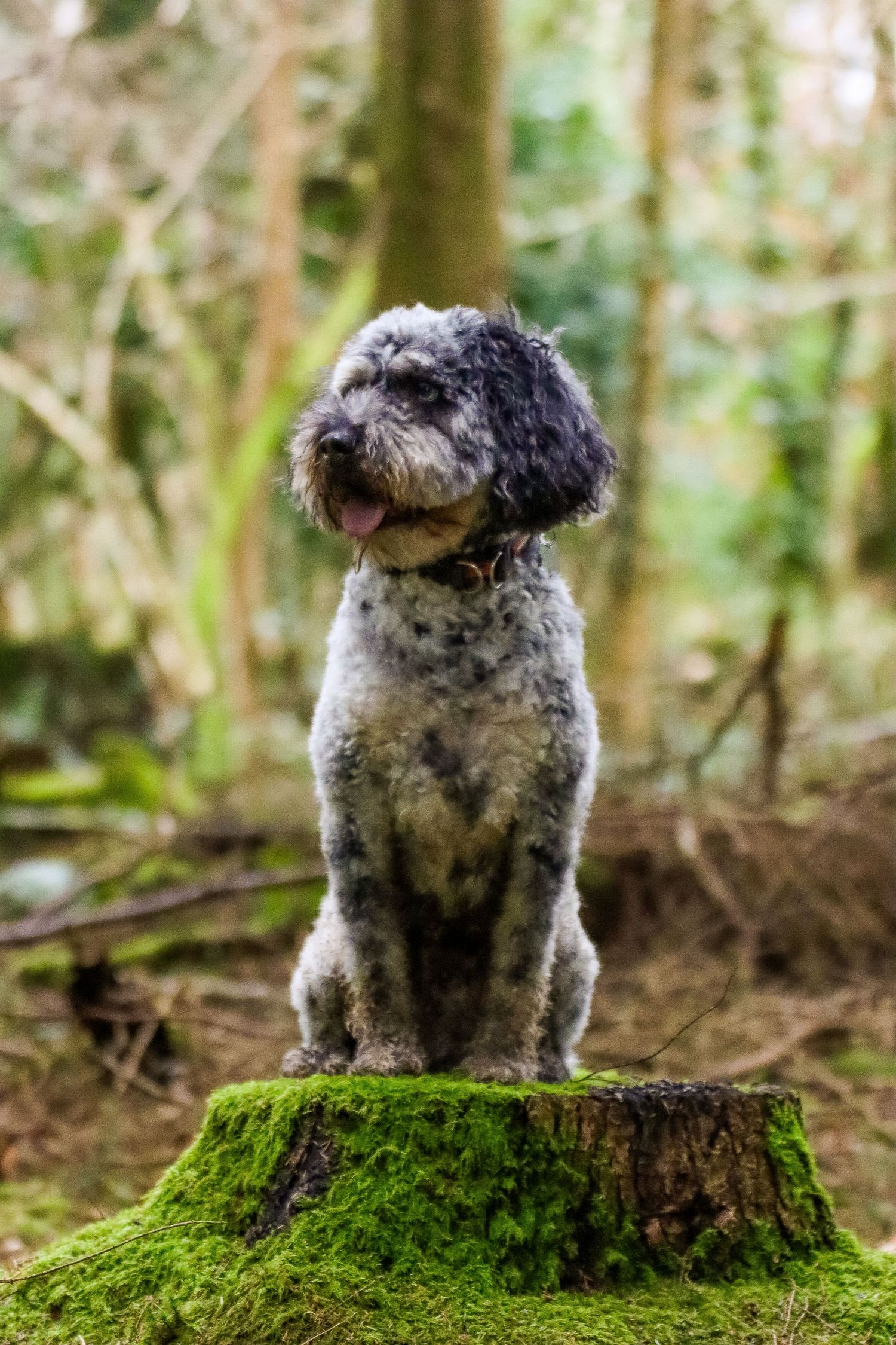 A fluffy grey and white Cockapoo dog sitting on a moss covered tree stump in woodland.