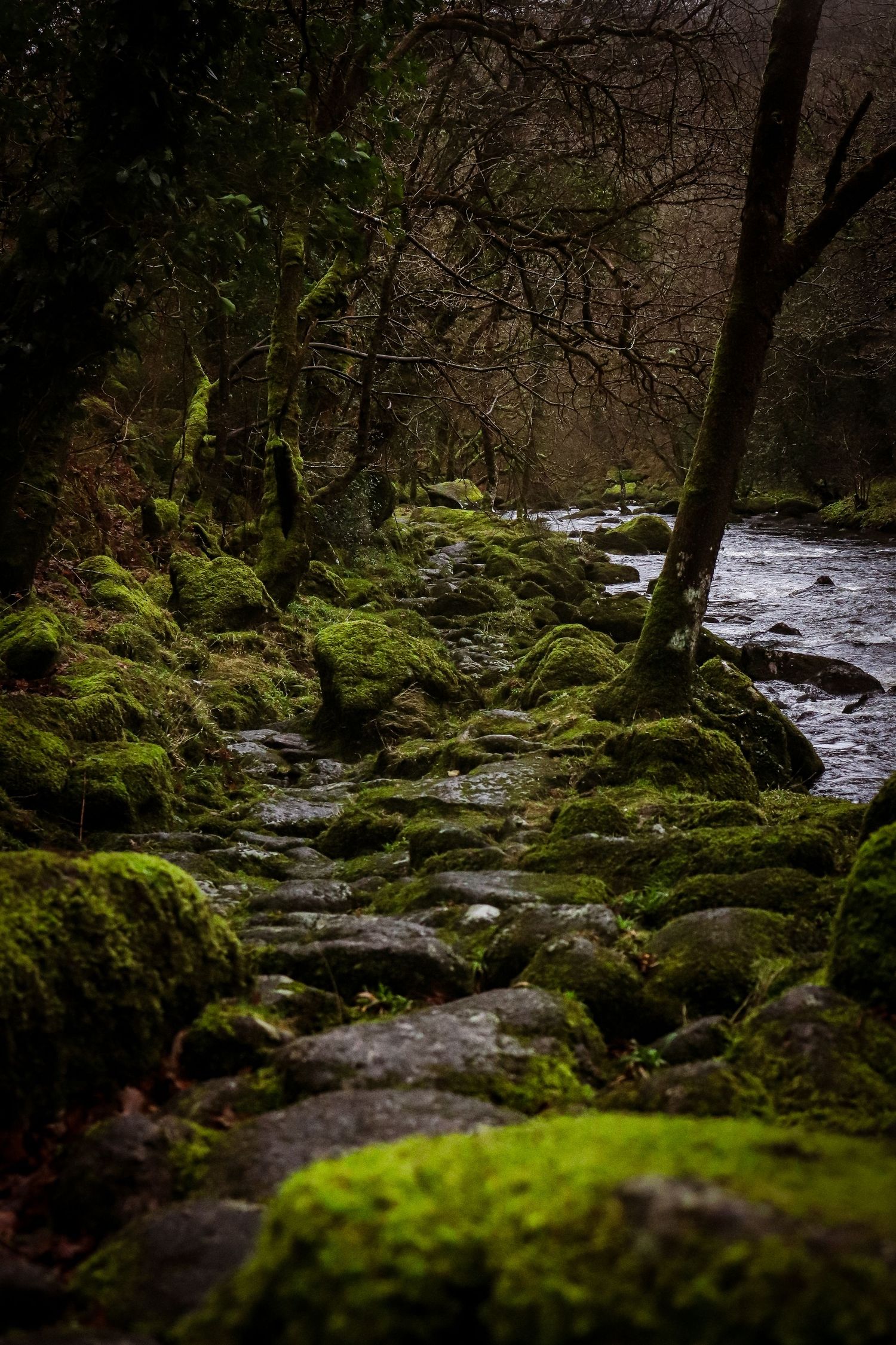 Moss-covered rocks along a dark forest stream with bare trees in moody natural lighting.