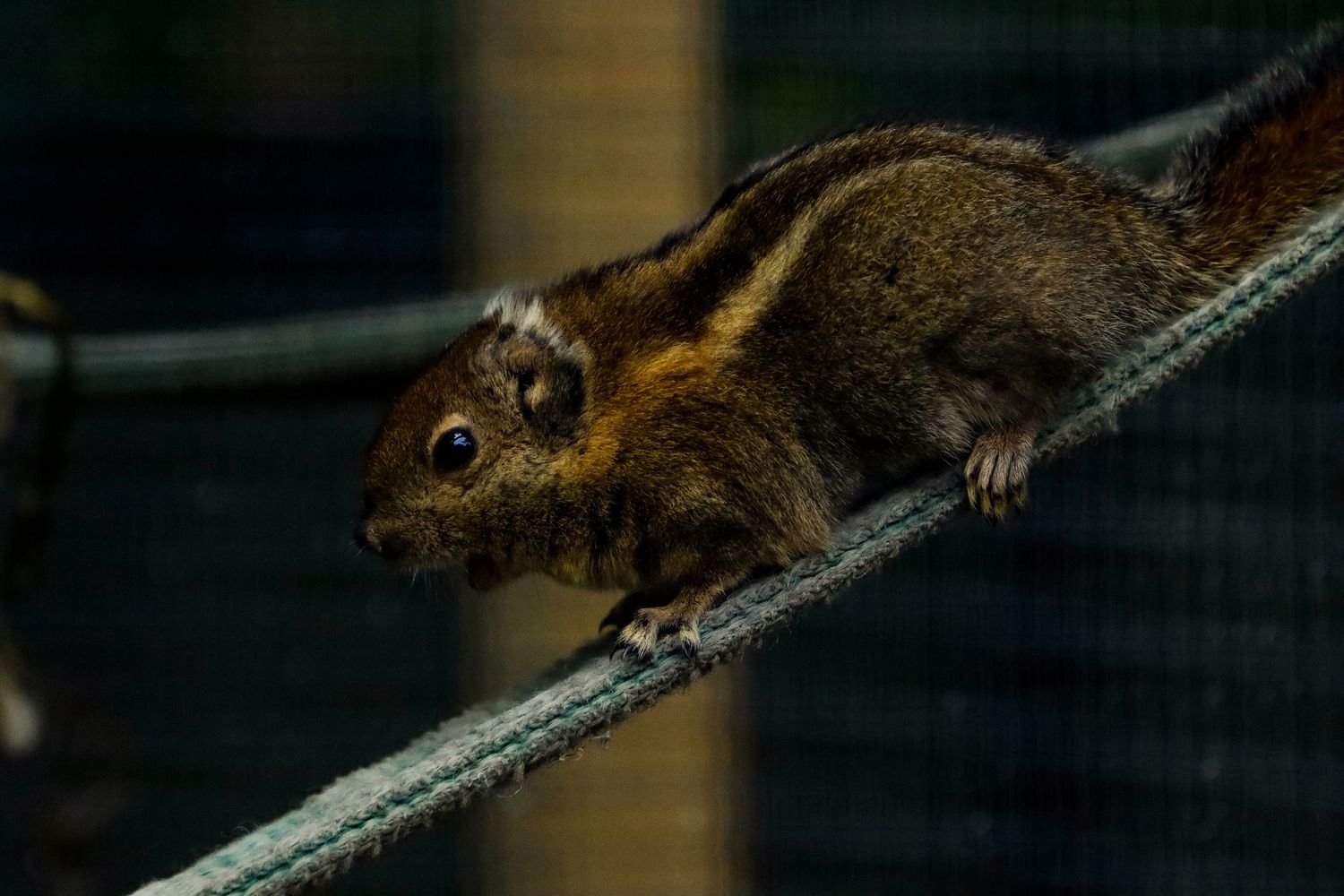 A striped chipmunk carefully balancing and climbing along a rope in dim light.