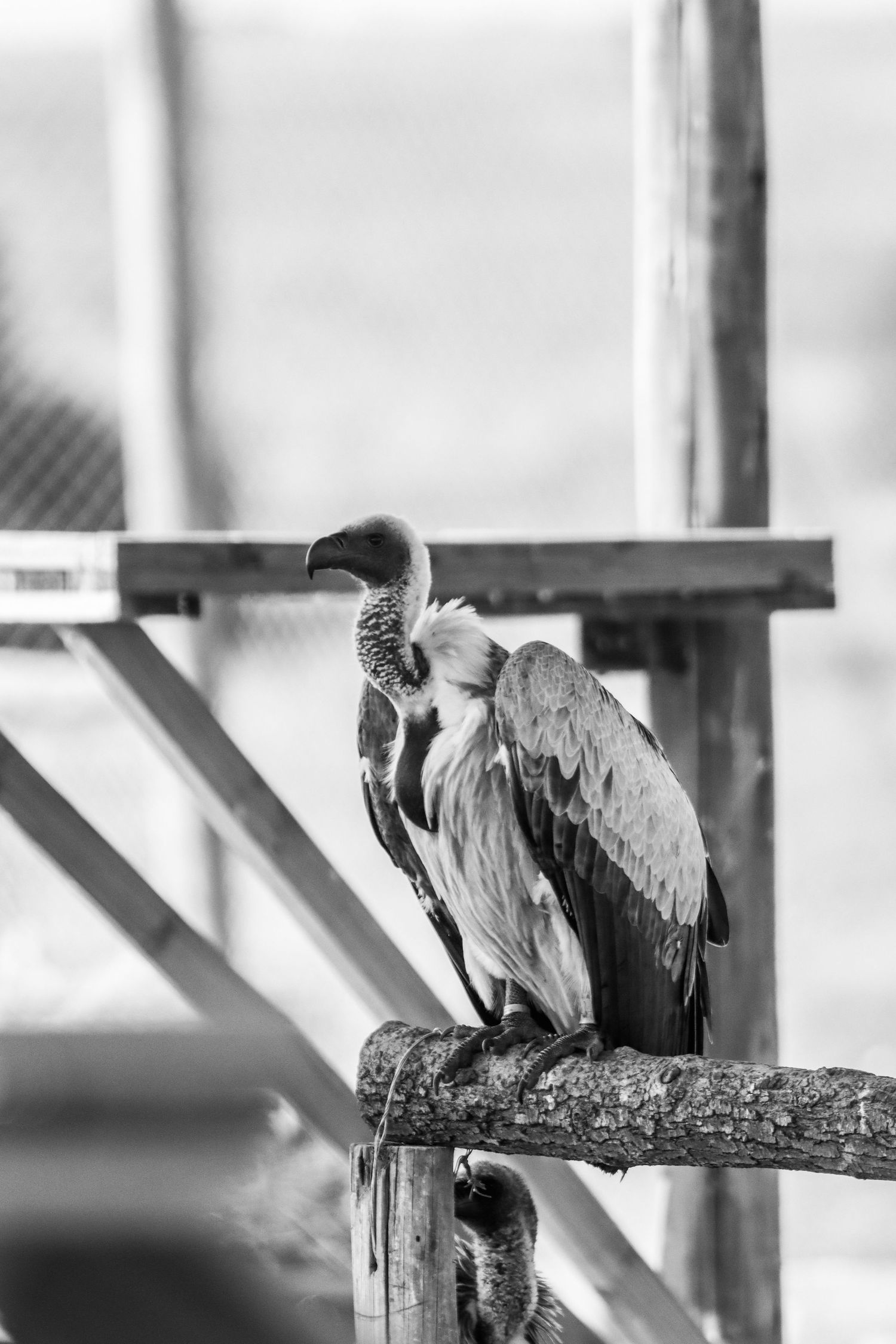 A black and white photo of a vulture perched on a wooden rail in an enclosure.