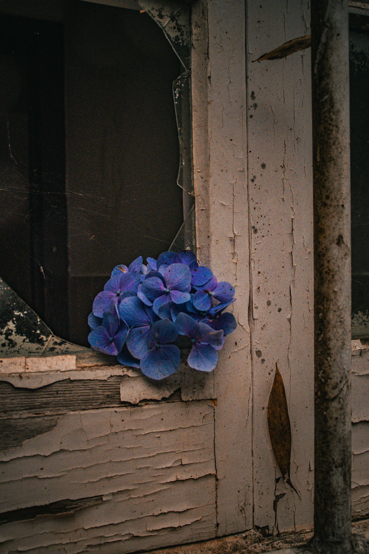 A vibrant blue hydrangea flower placed against a weathered peeling white wooden door frame.